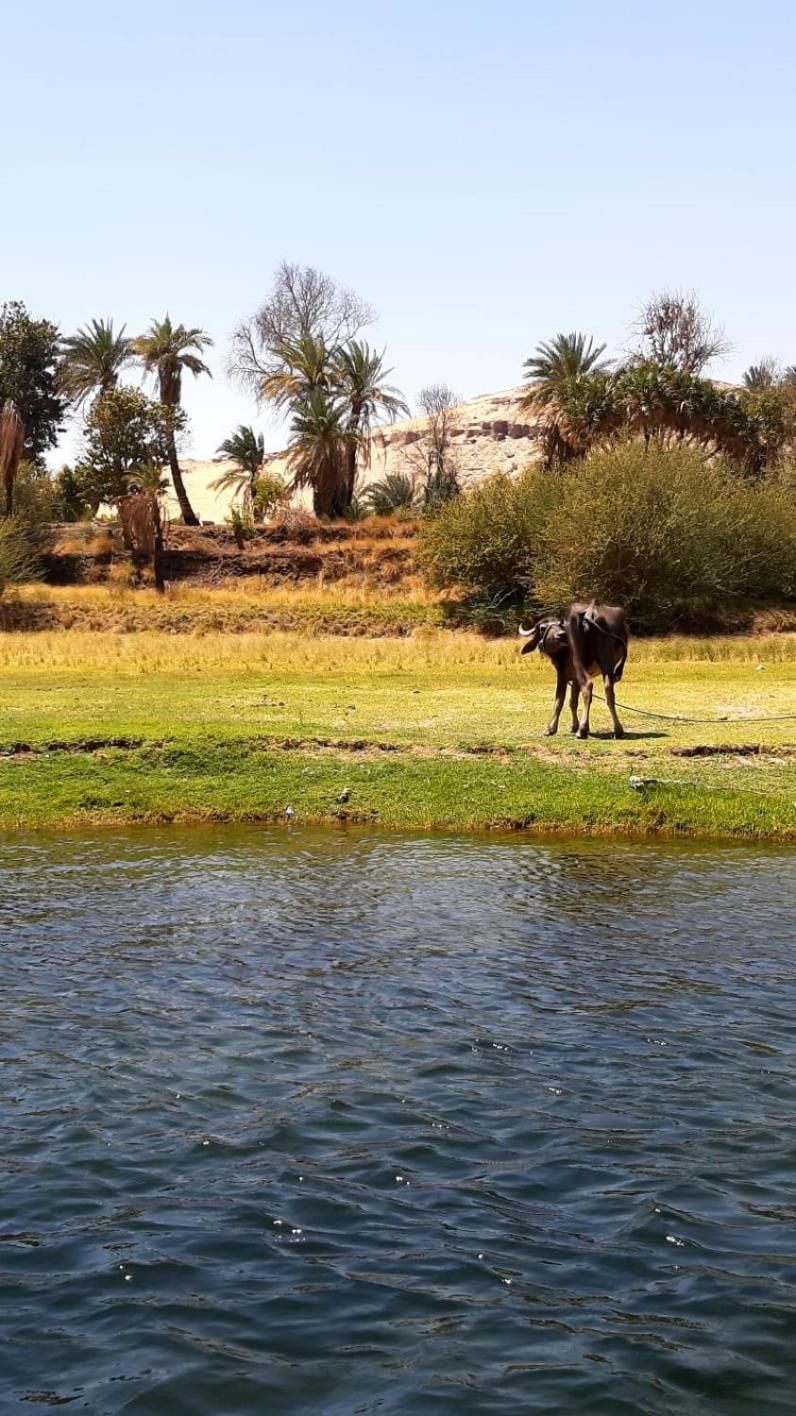 Habibi Nubian Guest House-Nubian Hospitality