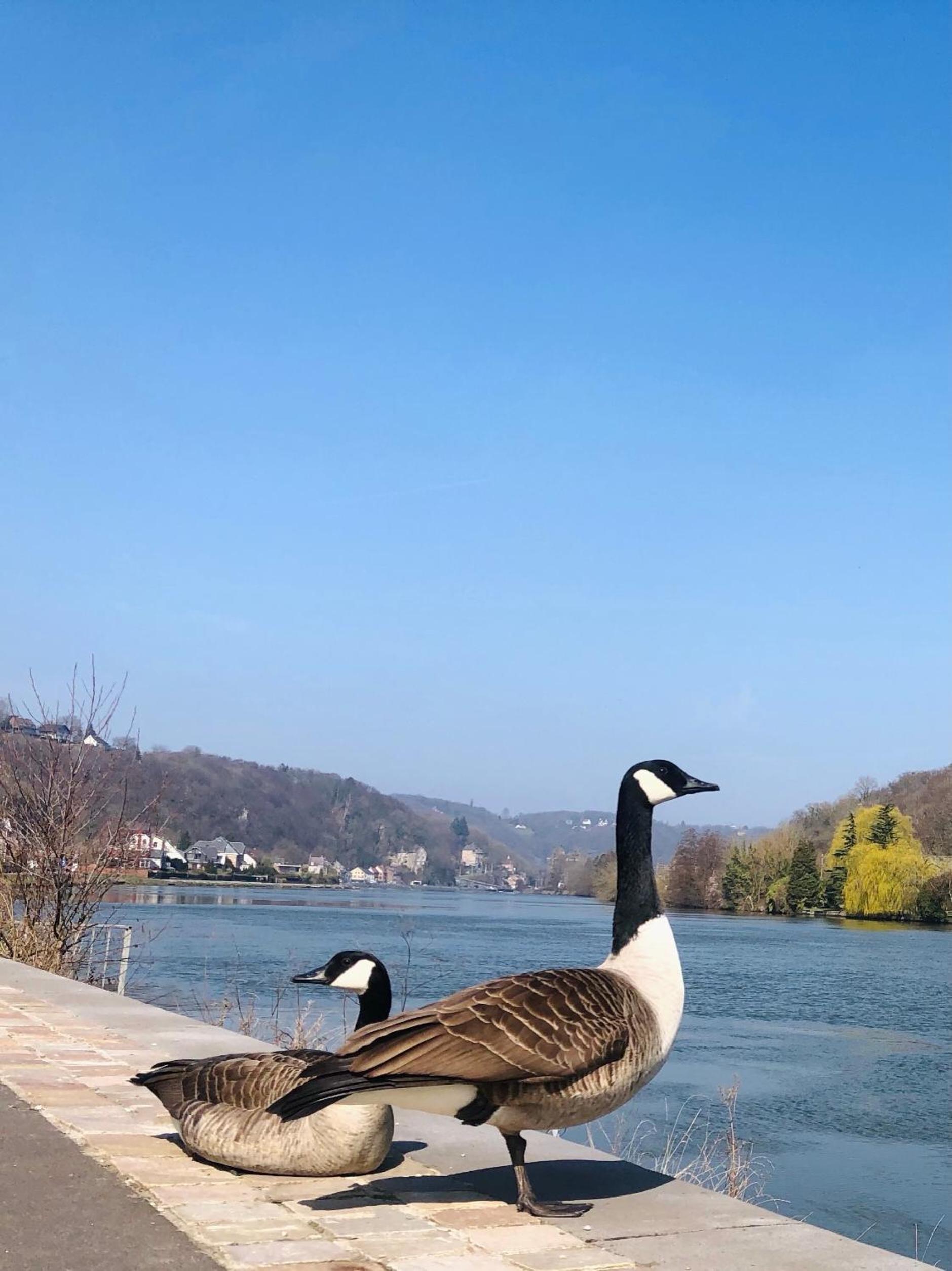Mes Caprices B&B Villa Mosan Bord de Meuse