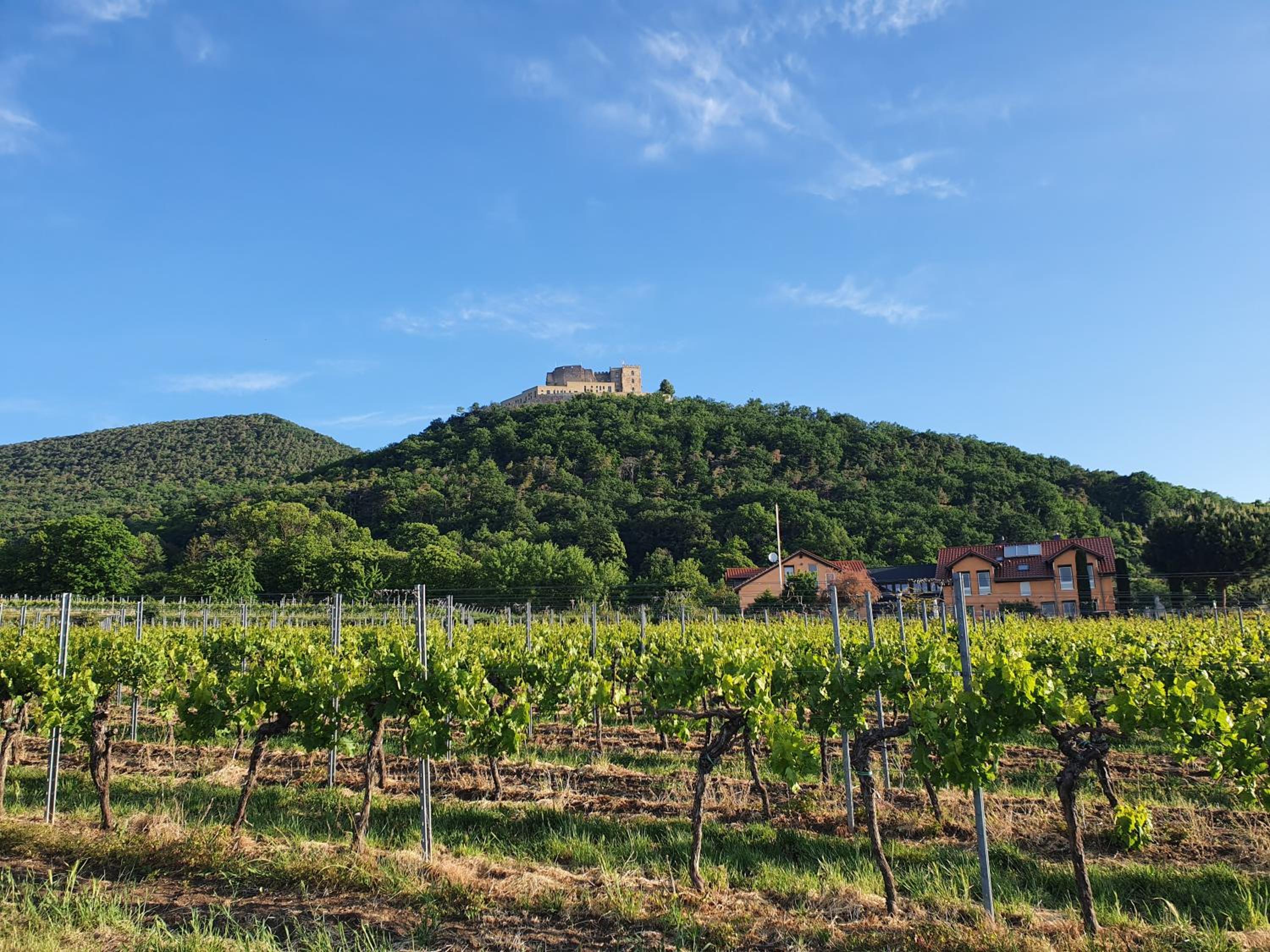 Weinhaus Paradies