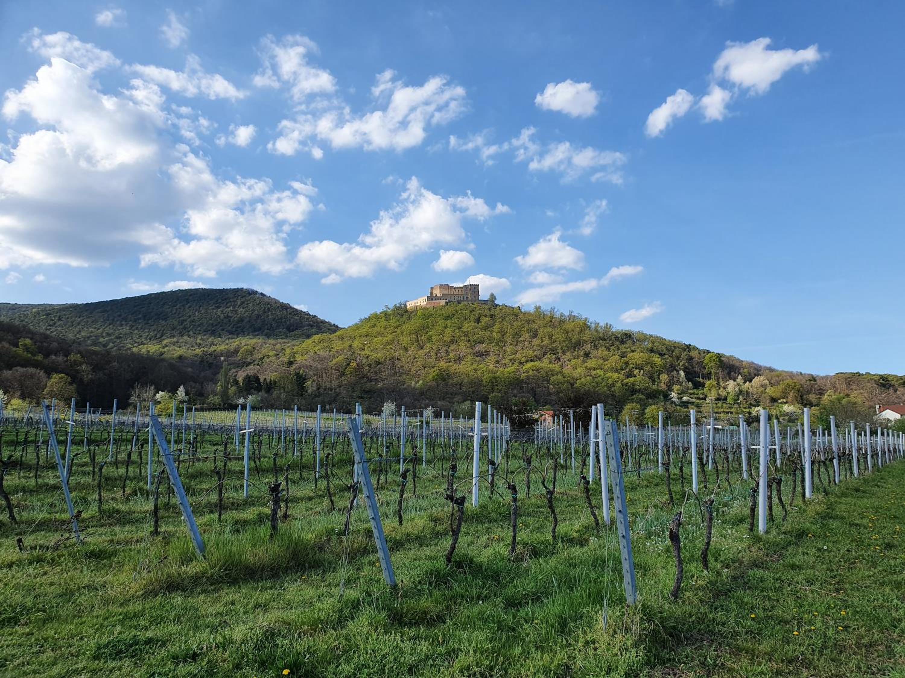 Weinhaus Paradies