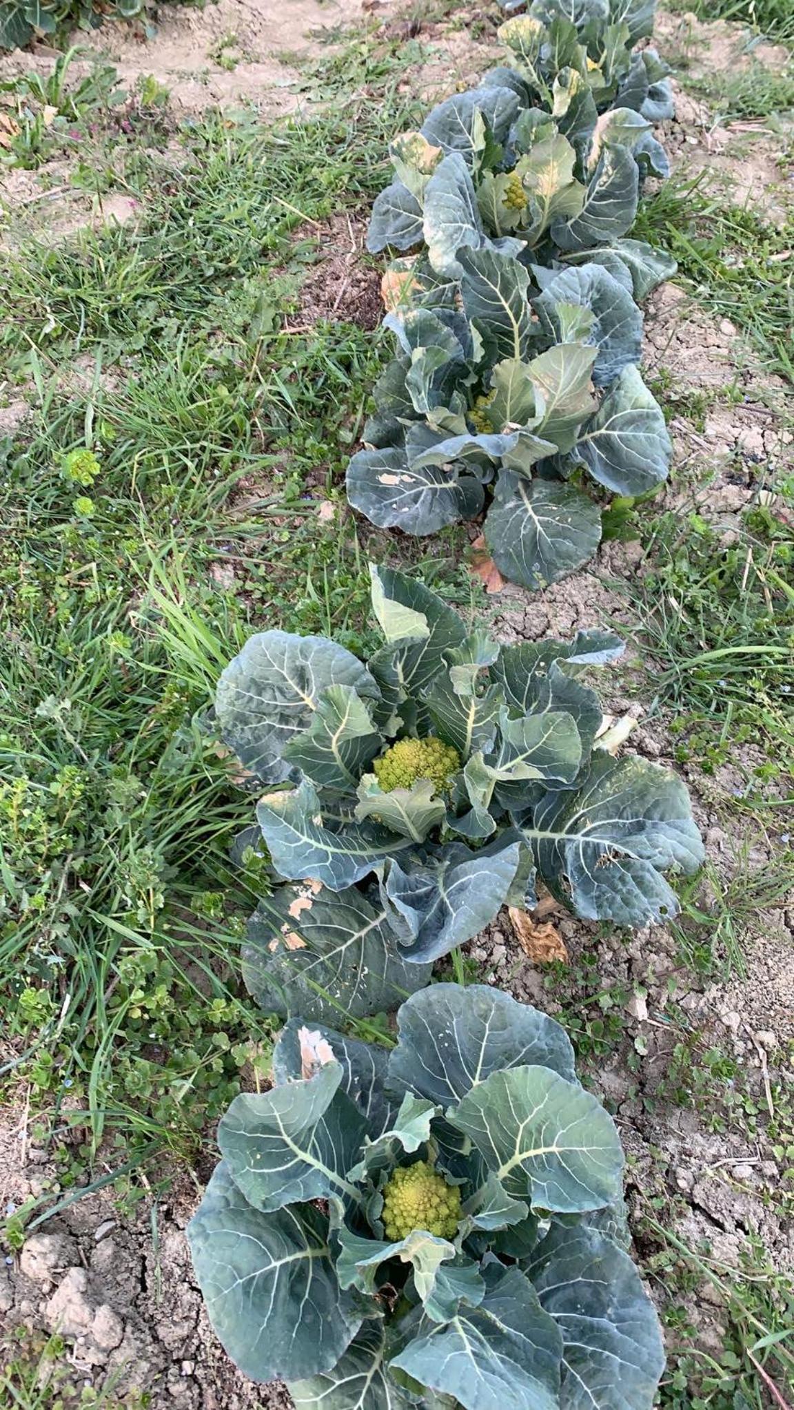 Agriturismo Olimpo