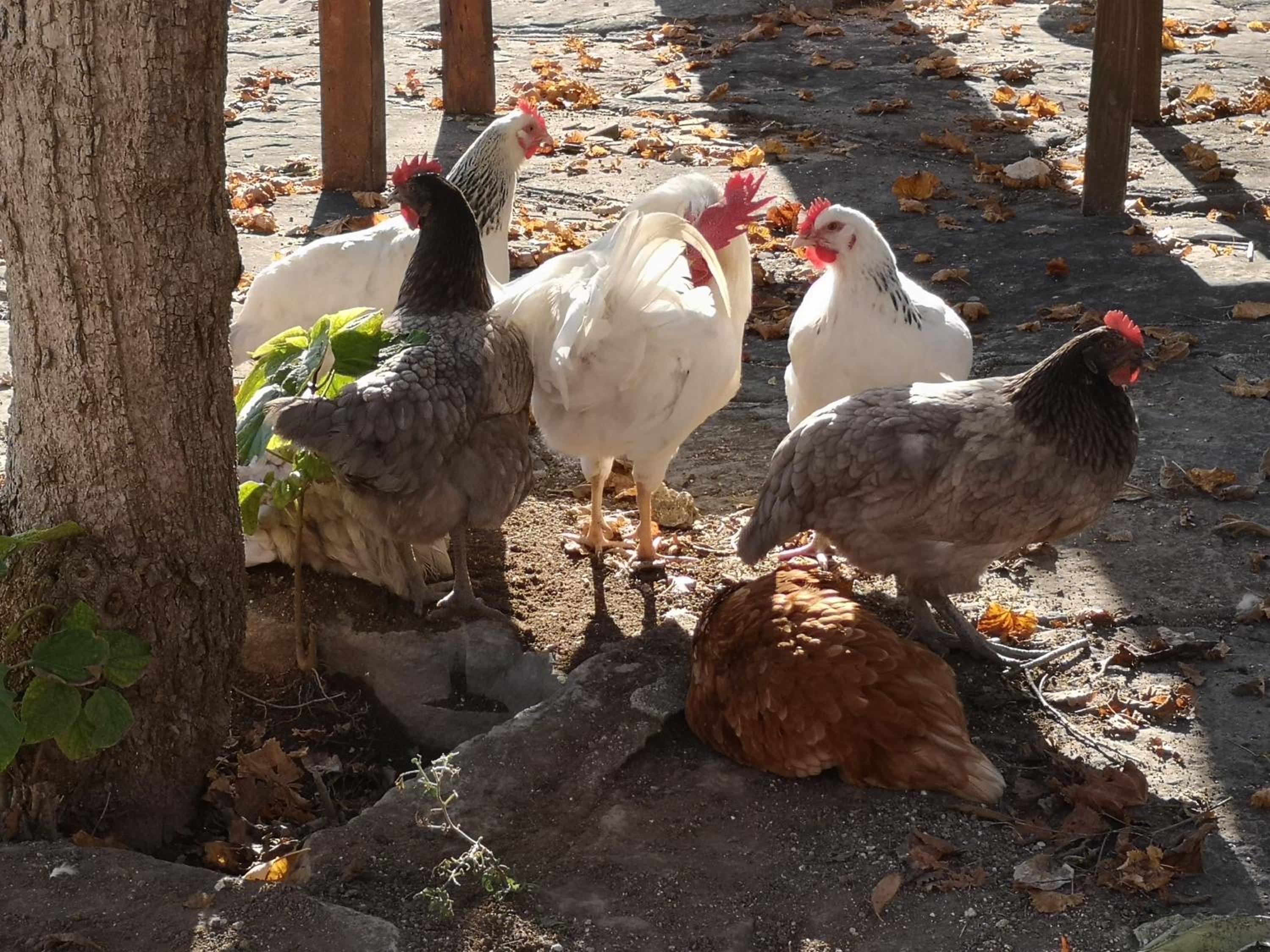 Agriturismo Olimpo