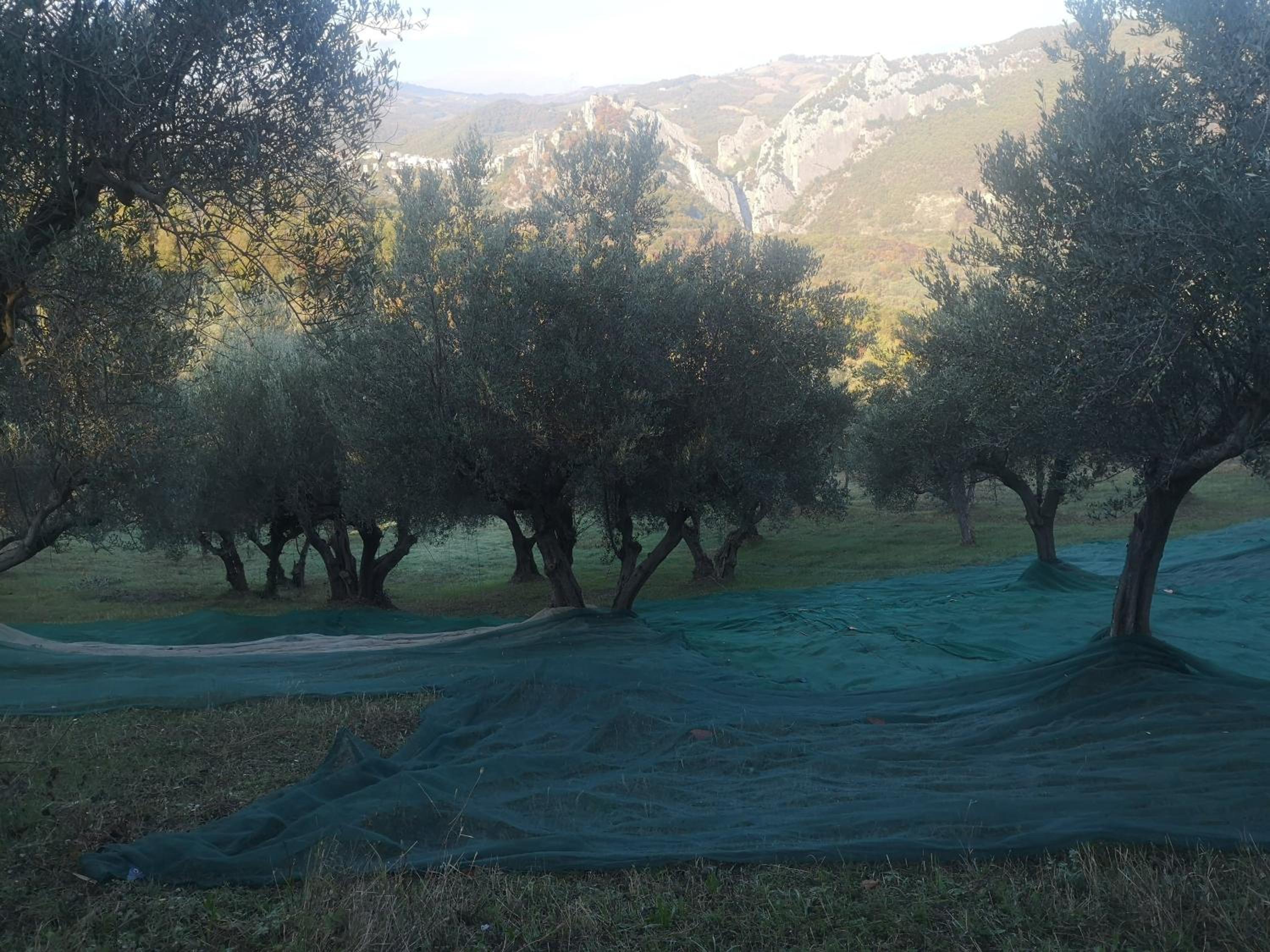 Agriturismo Olimpo