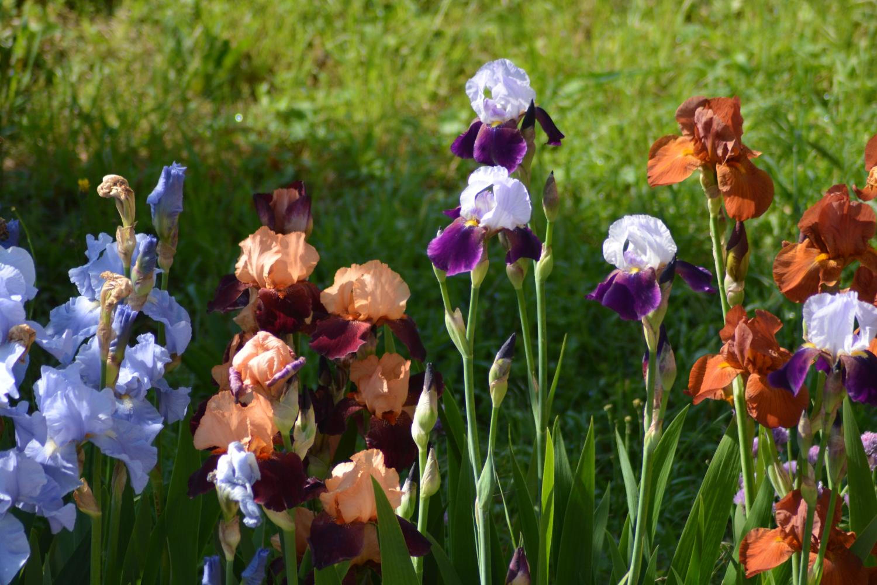 Ferme les Iris