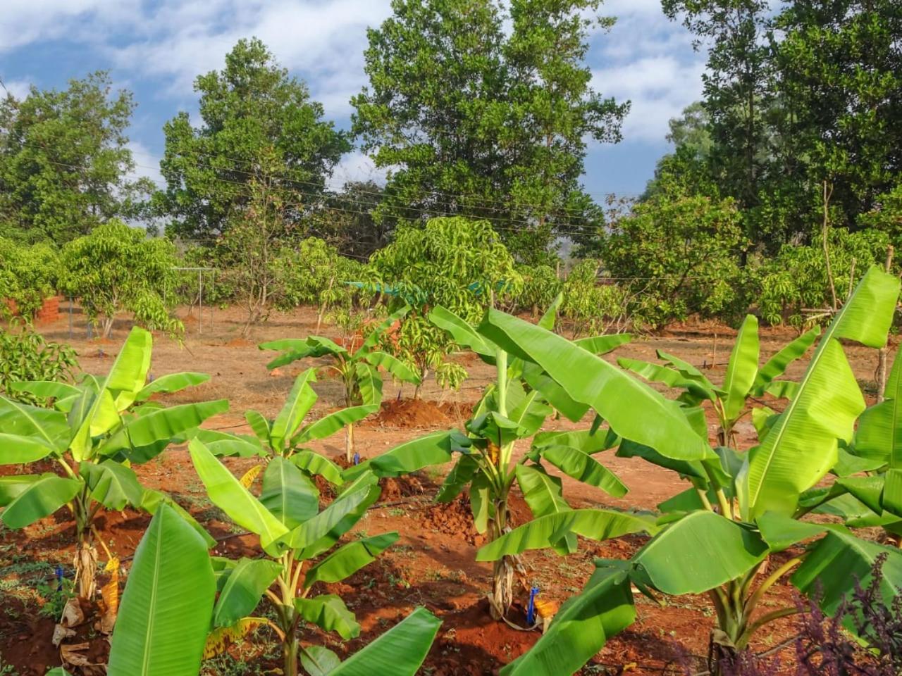 AARYA FARM view 2