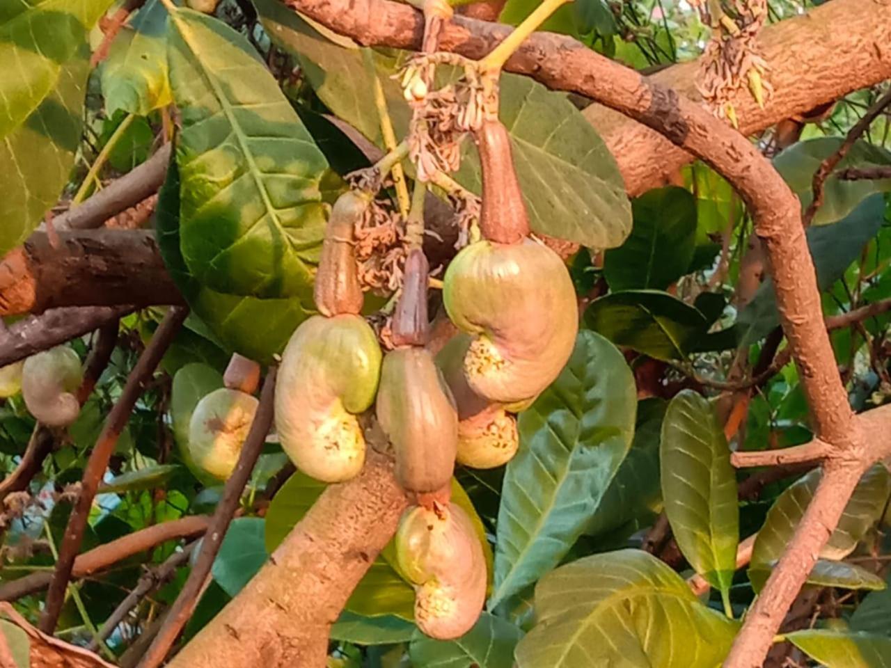 AARYA FARM view 3