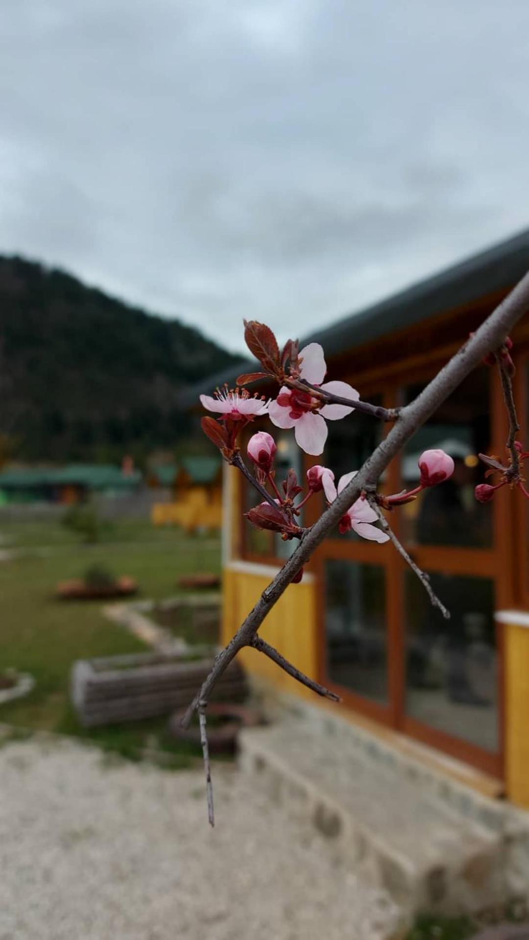 Camping Farm Shelegur