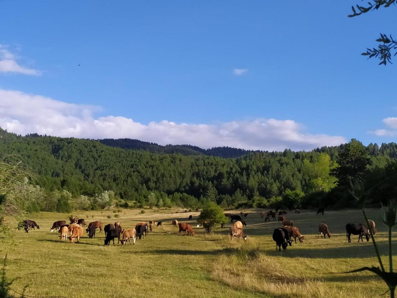 Camping Farm Shelegur