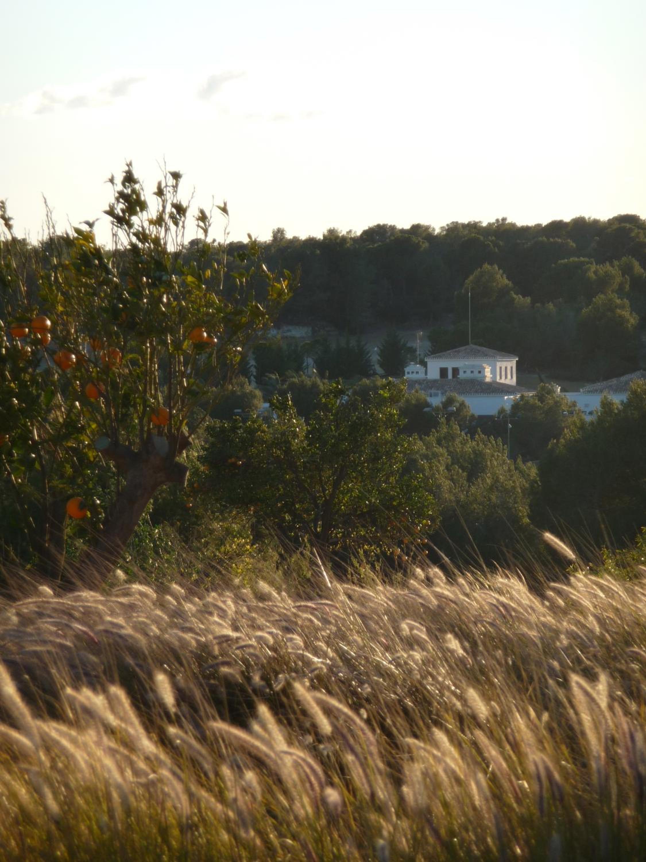 Photo 41