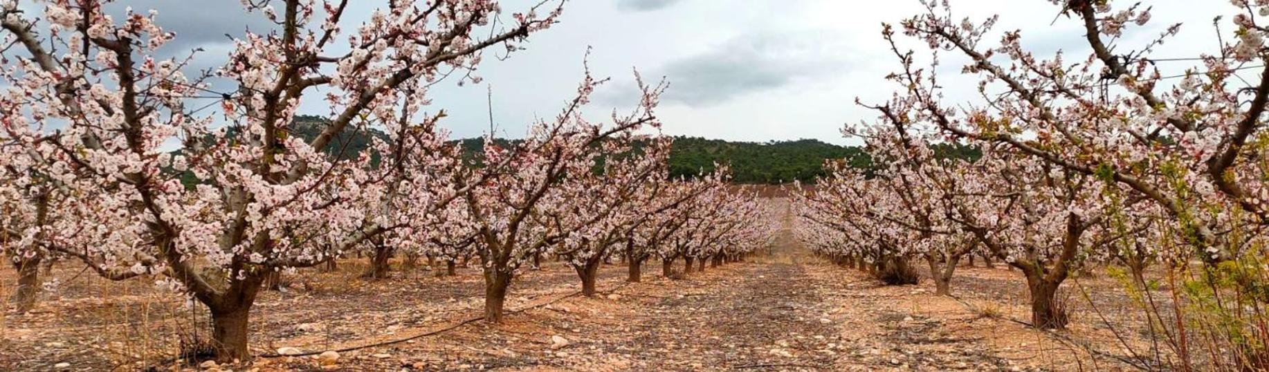 CASA RURAL ENTRE VINYES