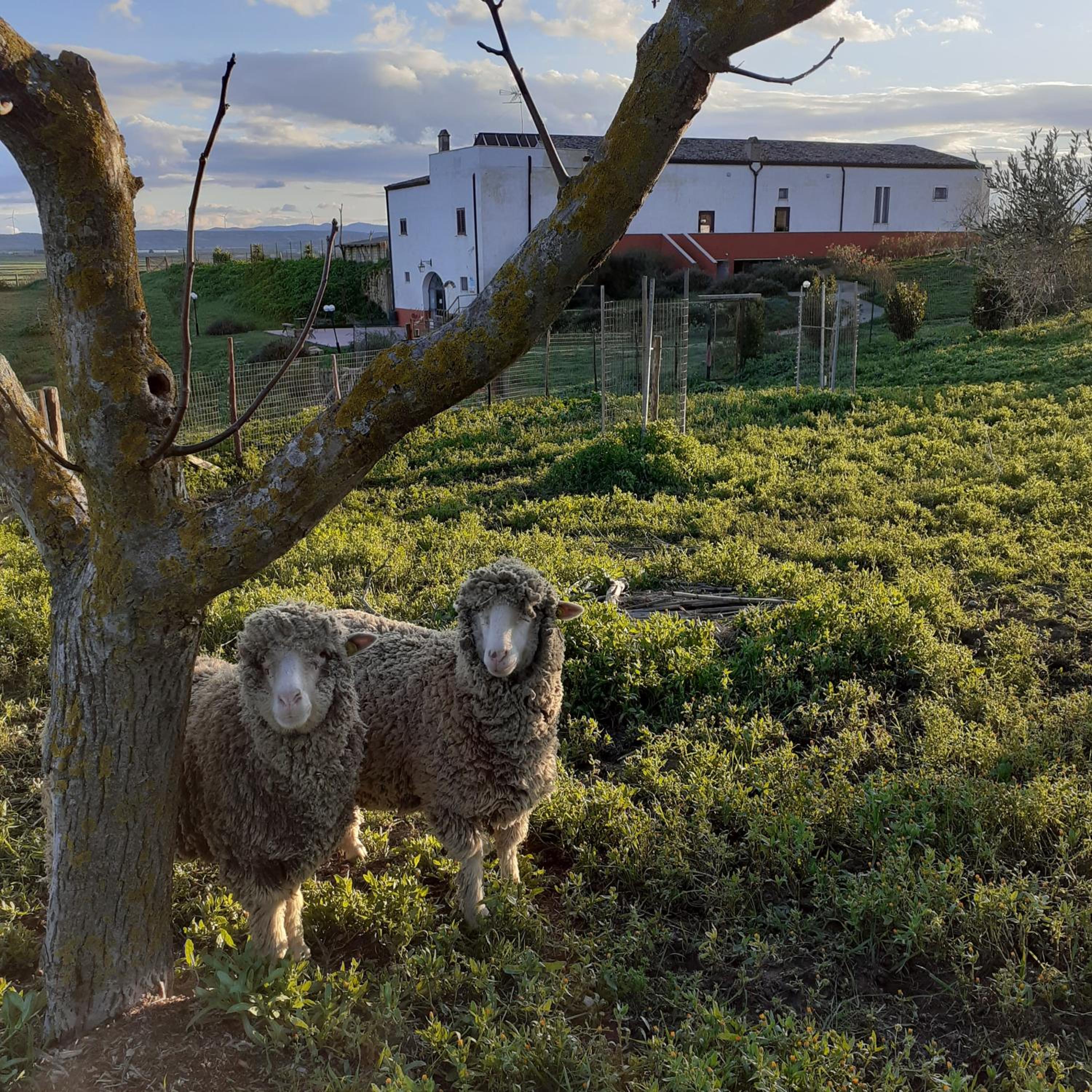 Masseria Agriturismo Moschella view 4