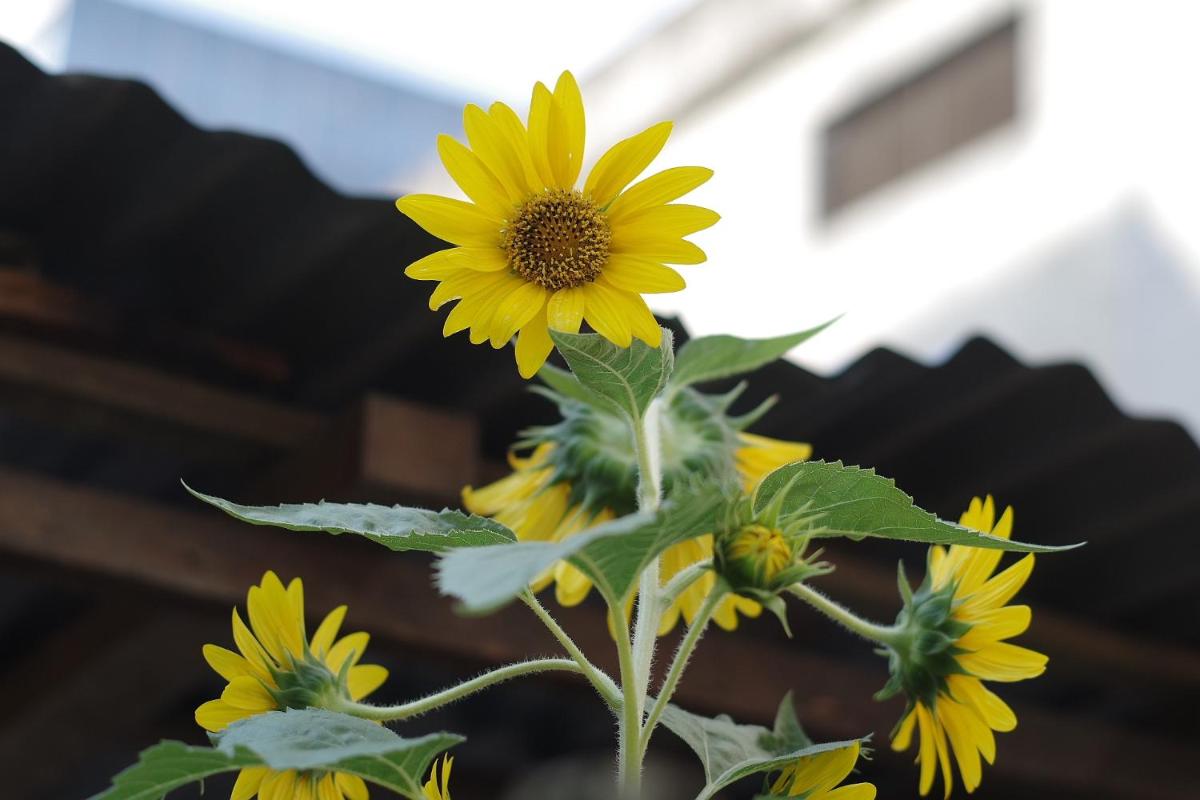 Guayaquil Vacations - Manso Boutique Guest House - Property Image 109