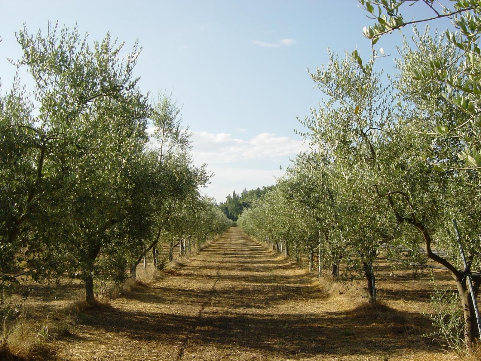 Agriturismo Il Selvino
