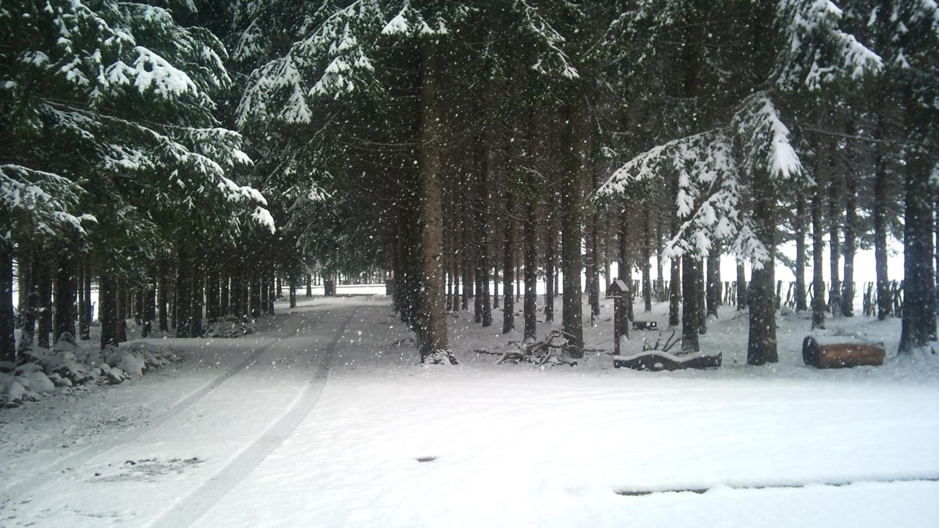 Photo 41