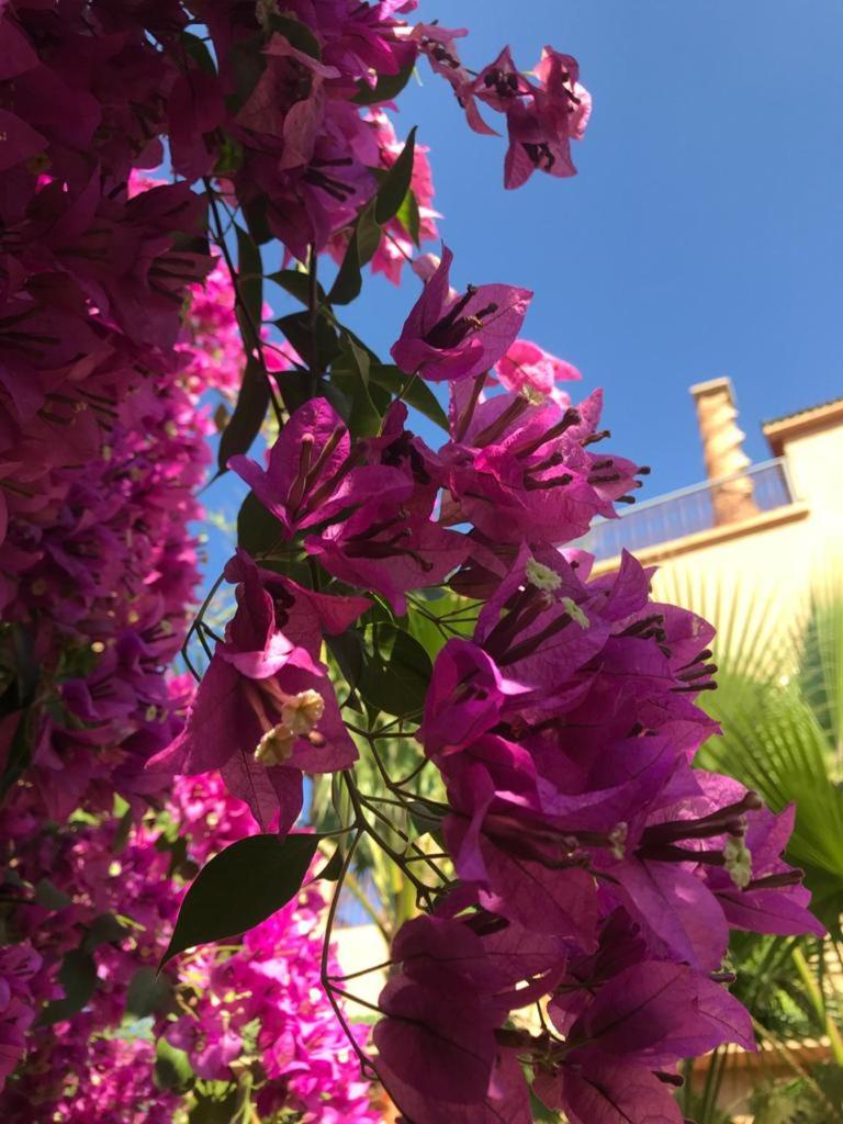 Les Jardins de Ryad Bahia