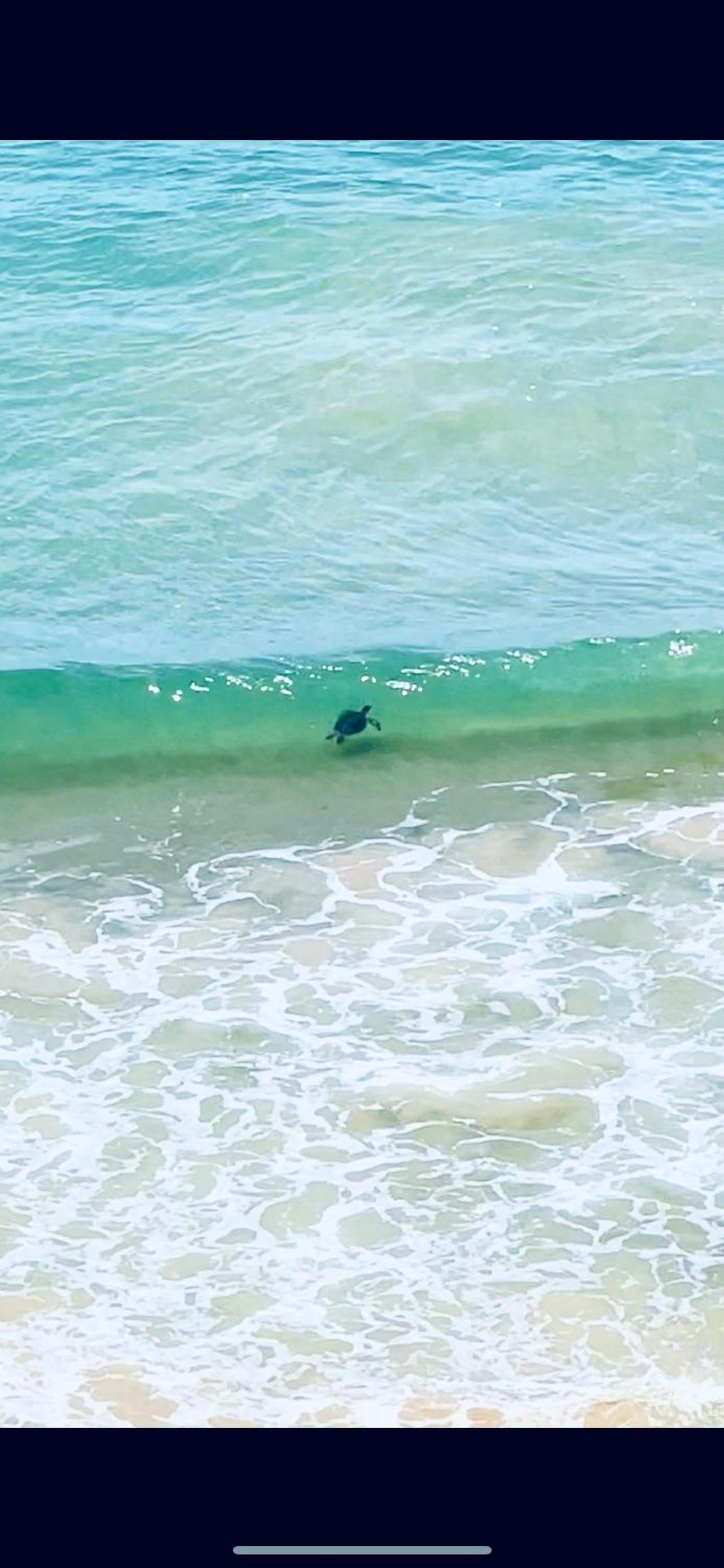 SCHULZ Turtles Home