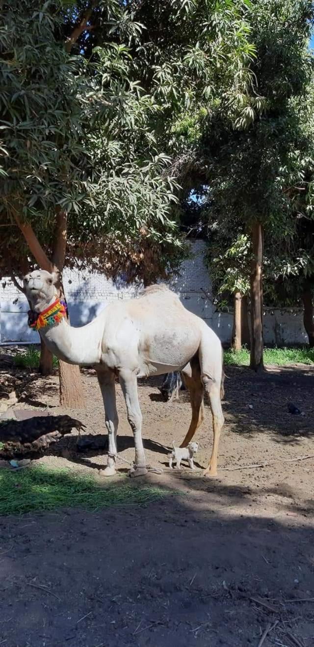 Habibi Nubian Guest House-Nubian Hospitality