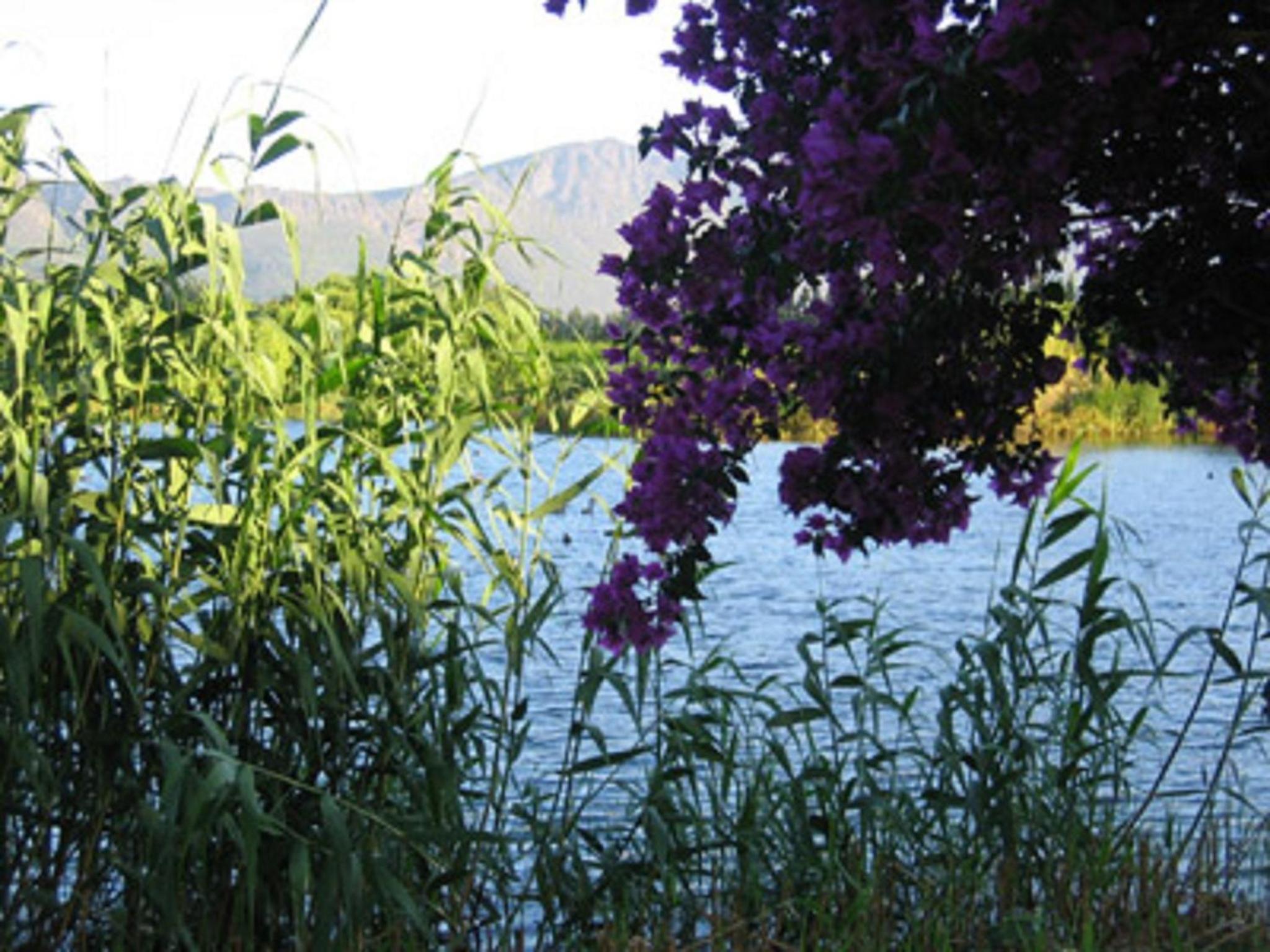 Photo 48
