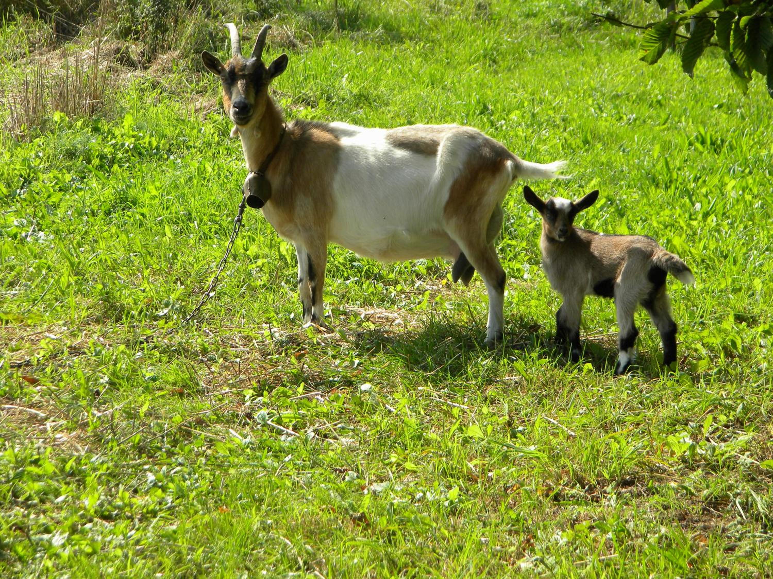 Photo 44
