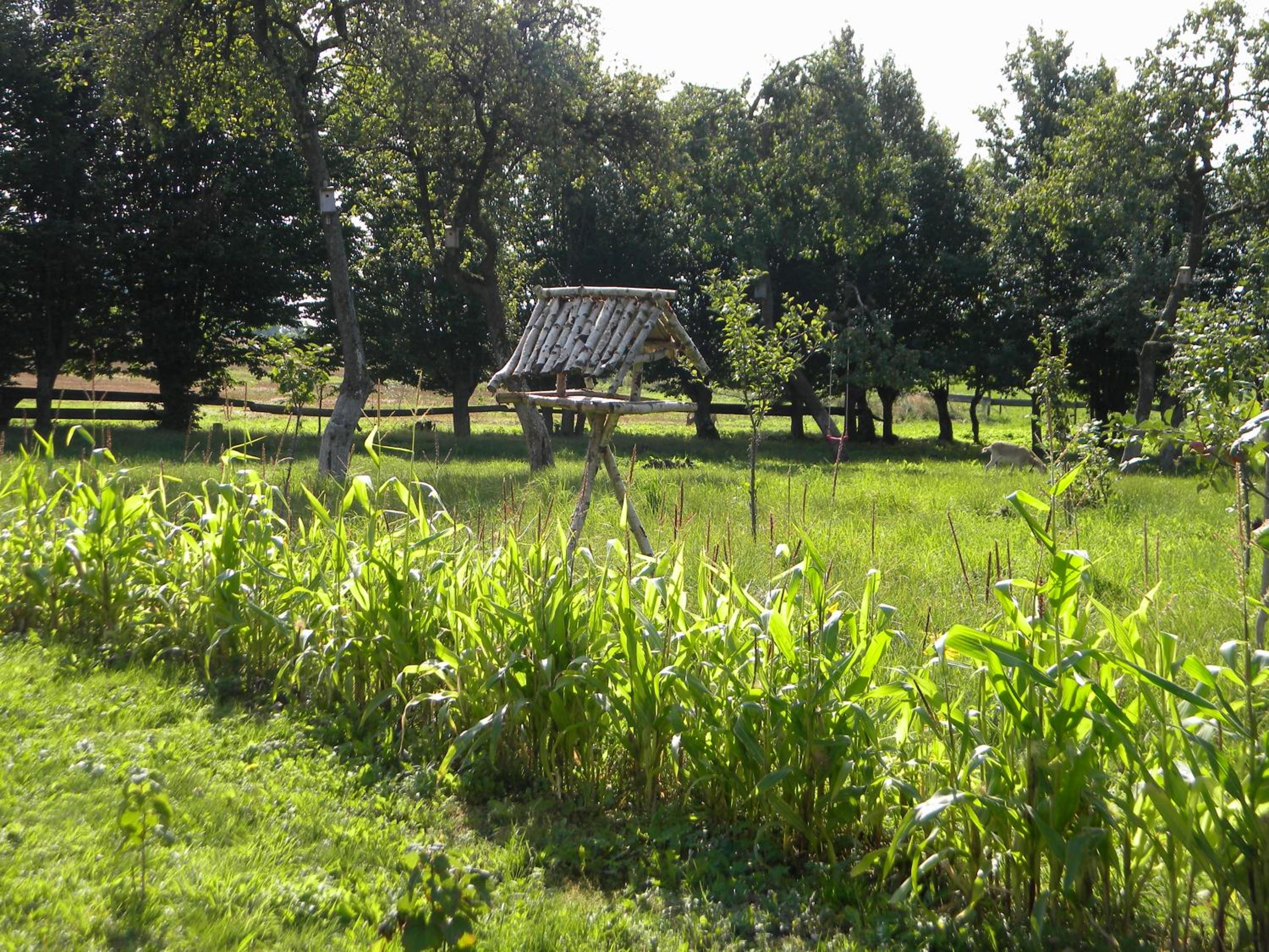 Photo 20