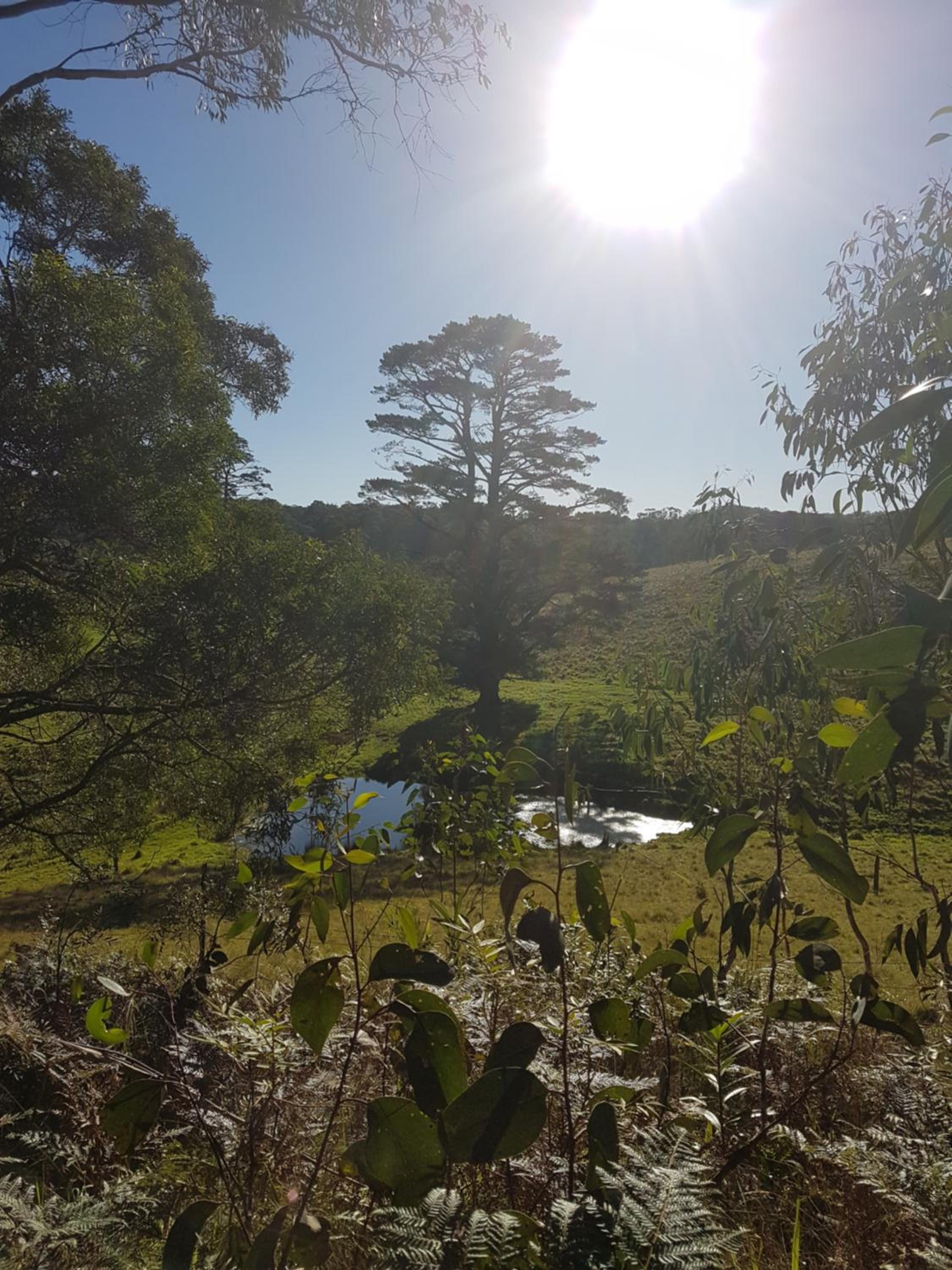 Dorrigo Bush Pepper Retreat