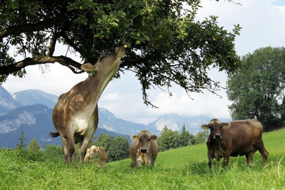 Pension Glitschnerhof