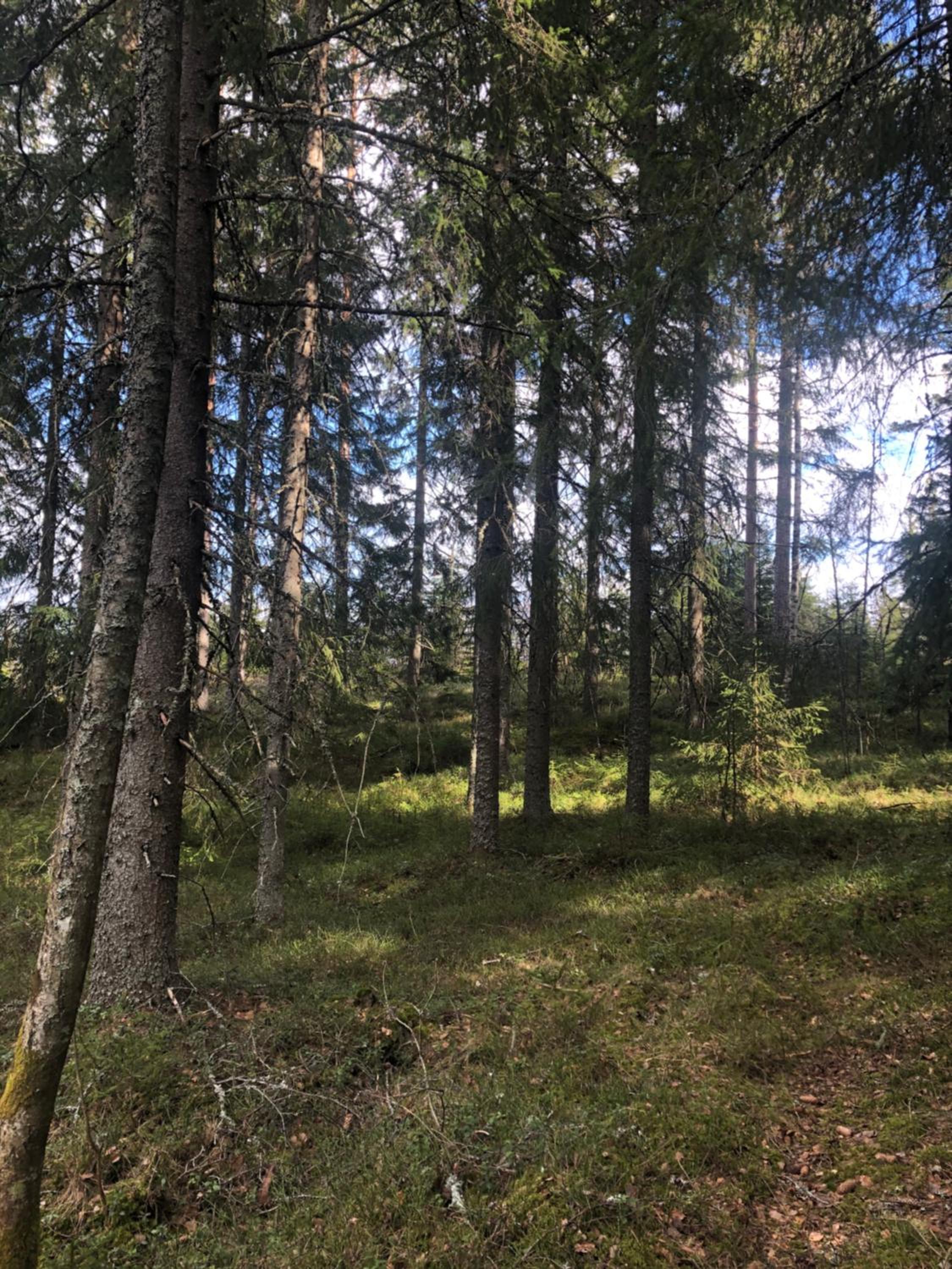 Paradiset stugan i fin skogen