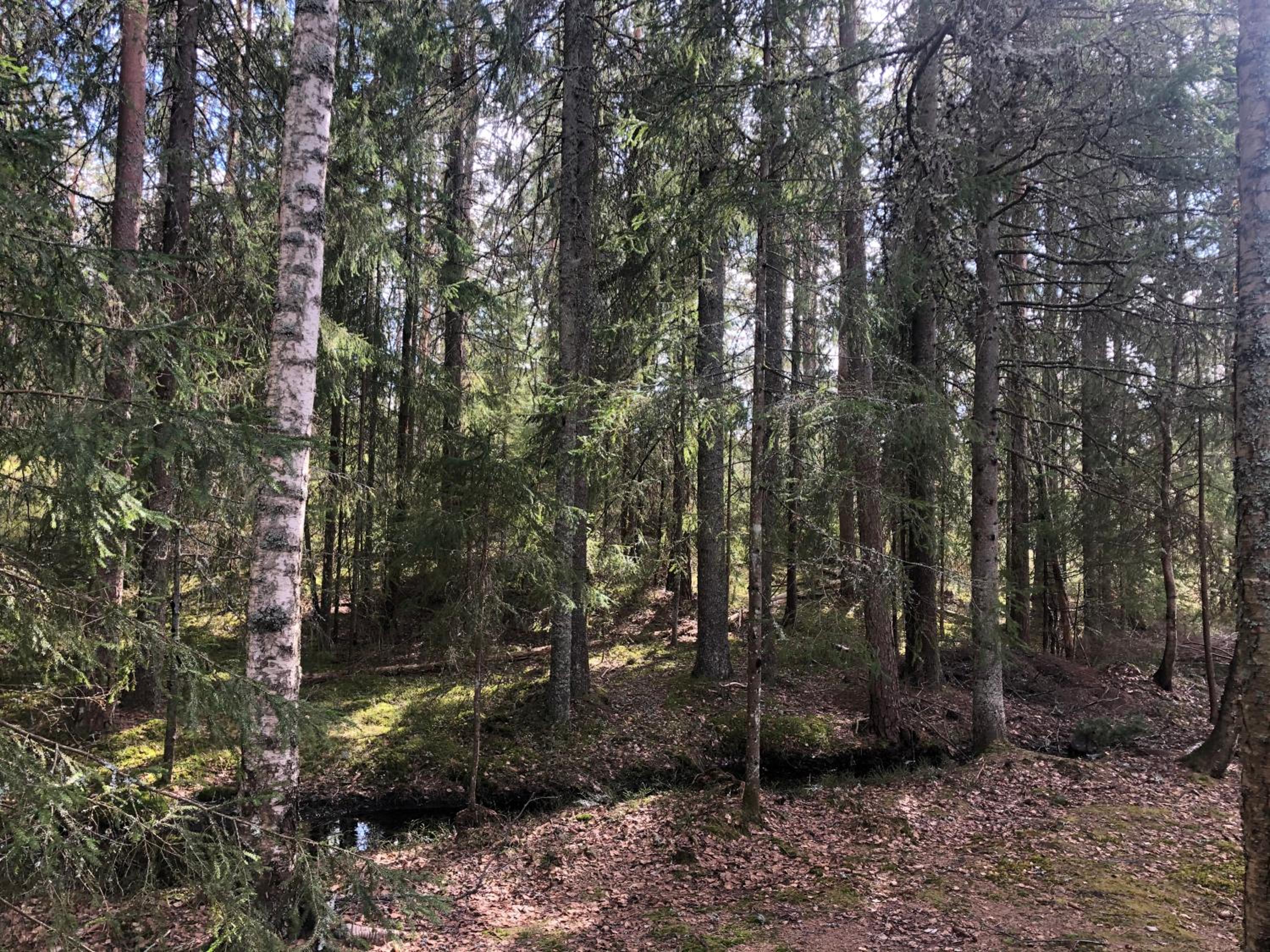 Paradiset stugan i fin skogen