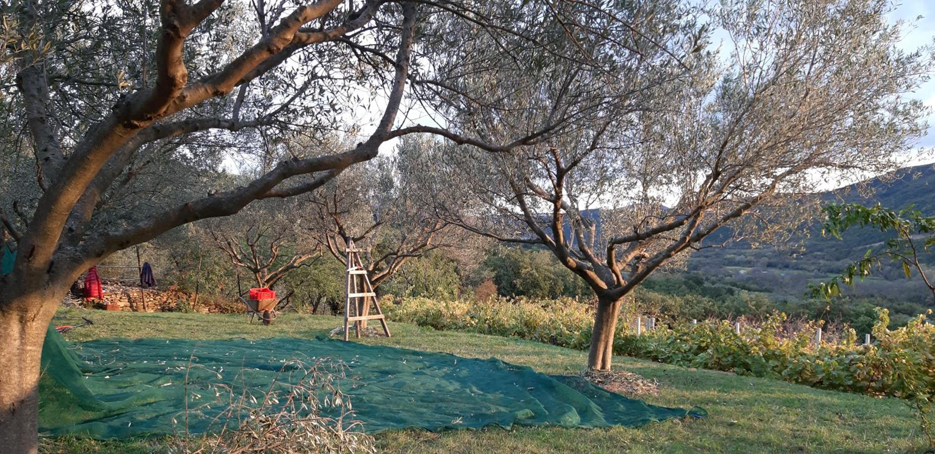 Photo 41