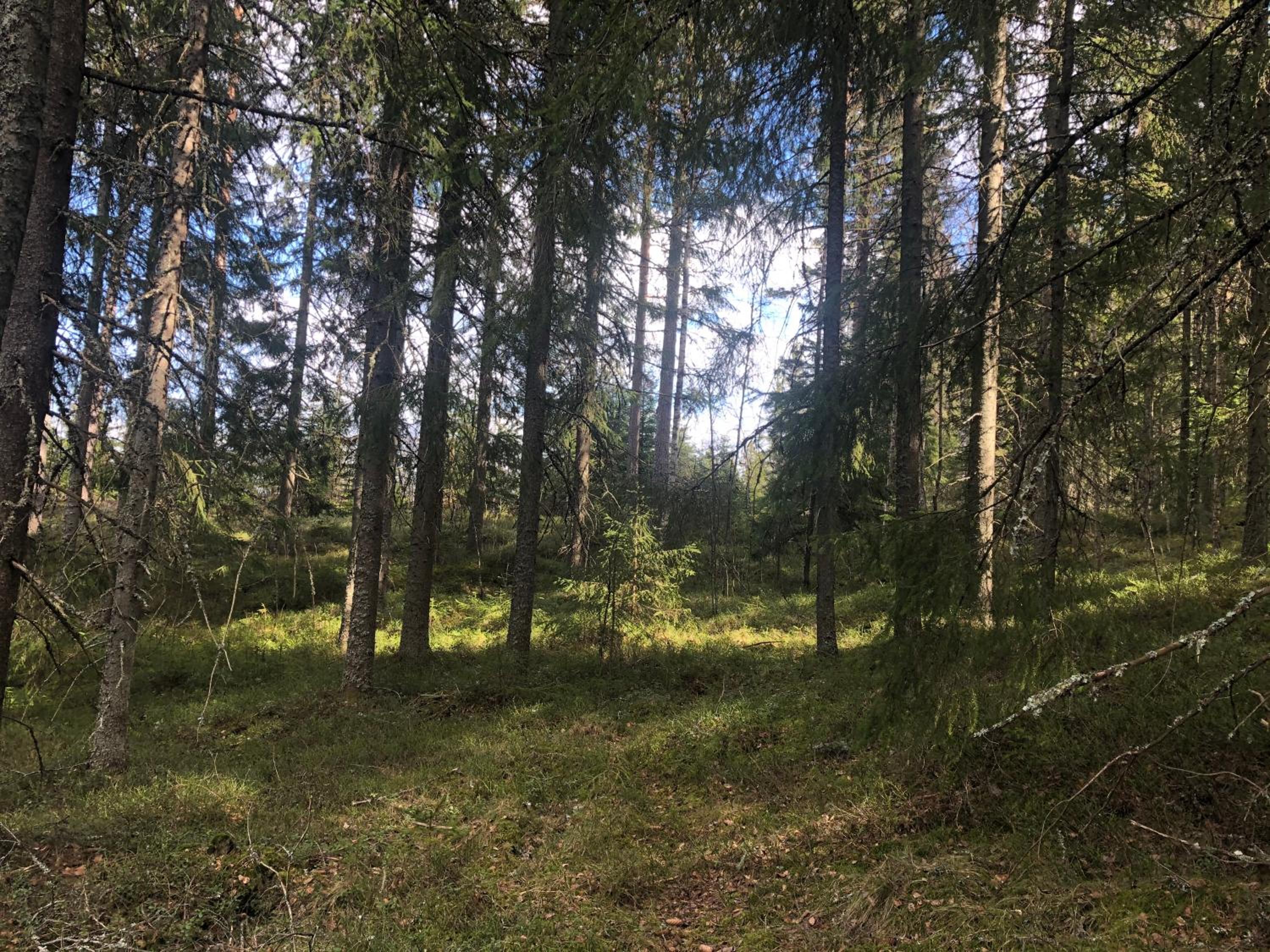 Photo 44