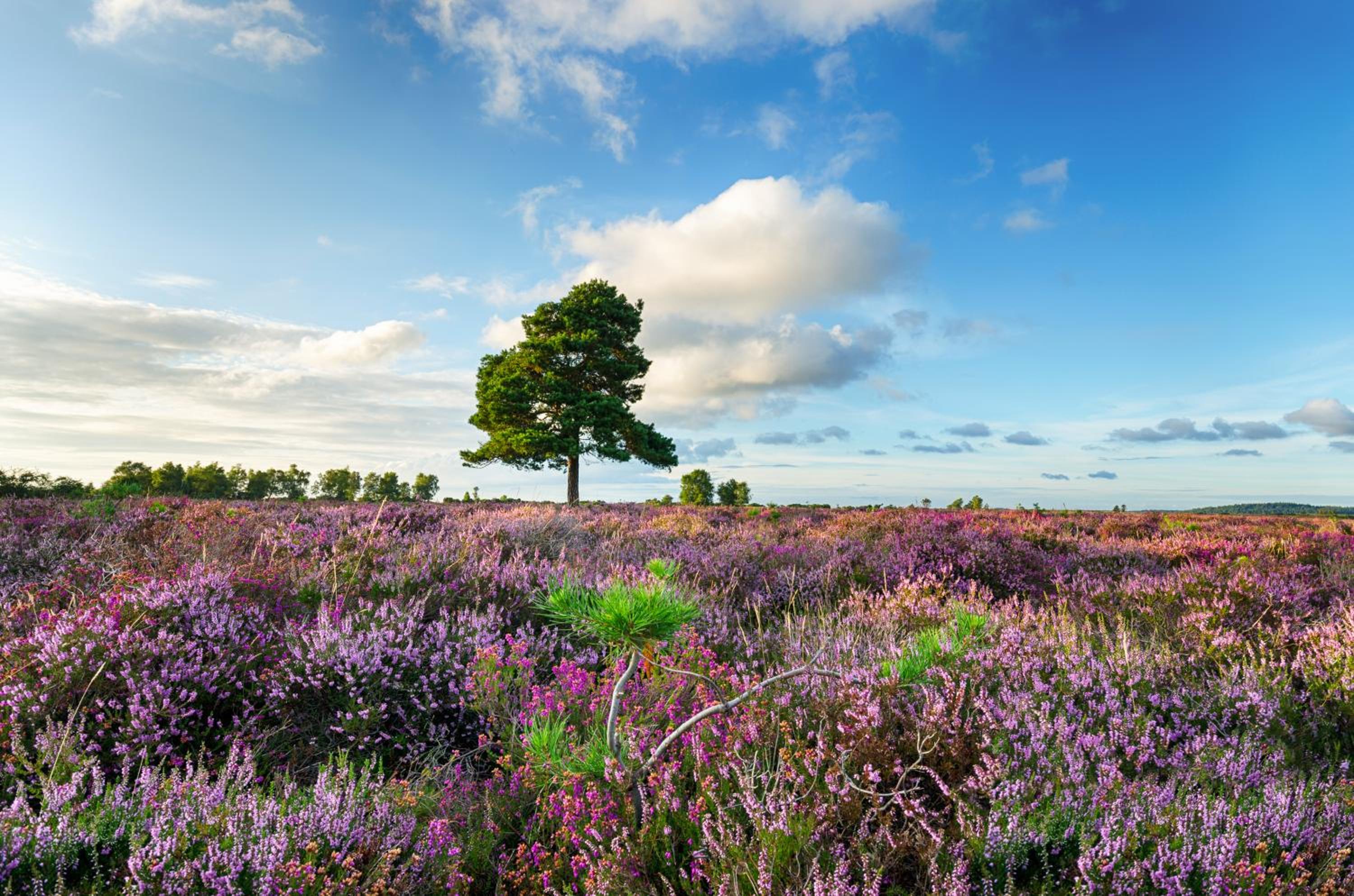 New Forest Lodges Bashley Park view 2
