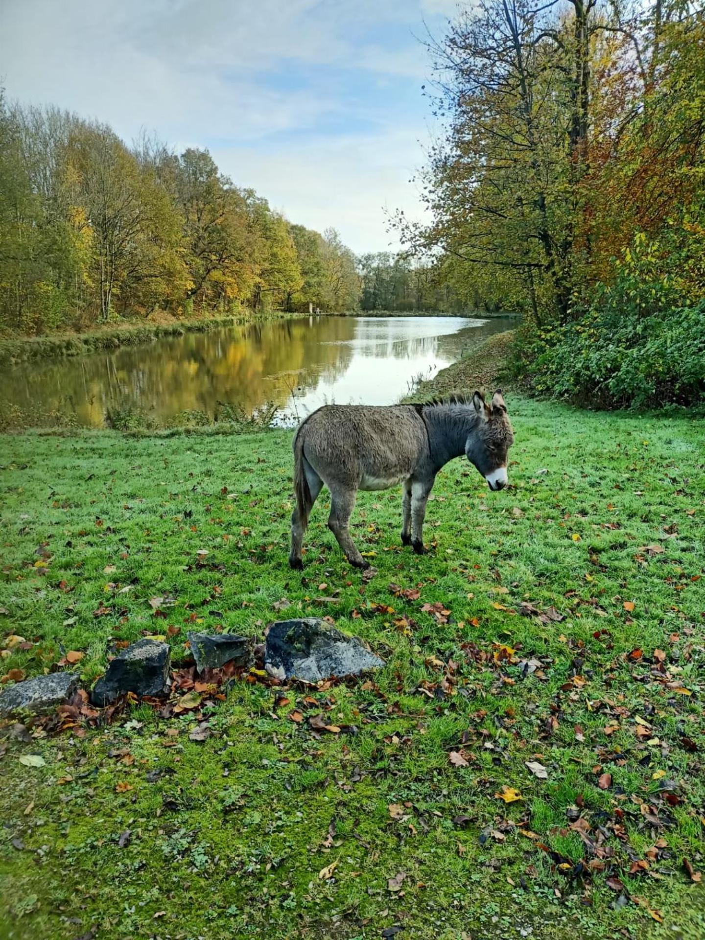 Deux étangs poissonneux au milieu des bois avec gîte moderne, la halte des deux lacs