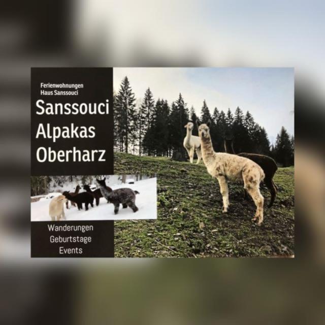 Alpaka Haus Sanssouci Tanne Oberharz