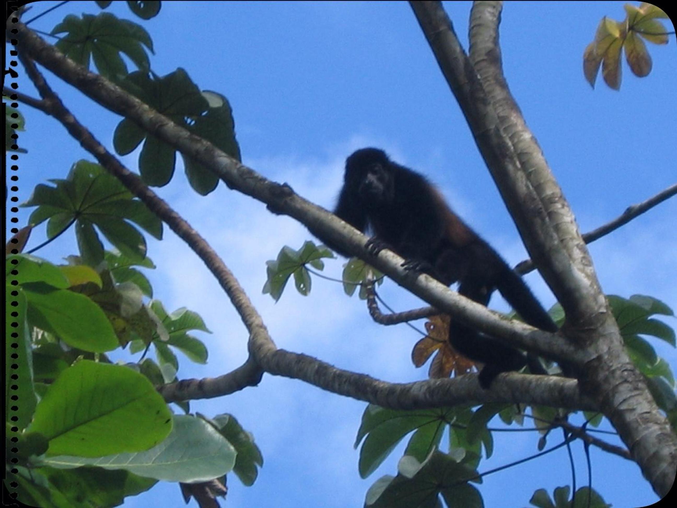 Casa Manglar Villa