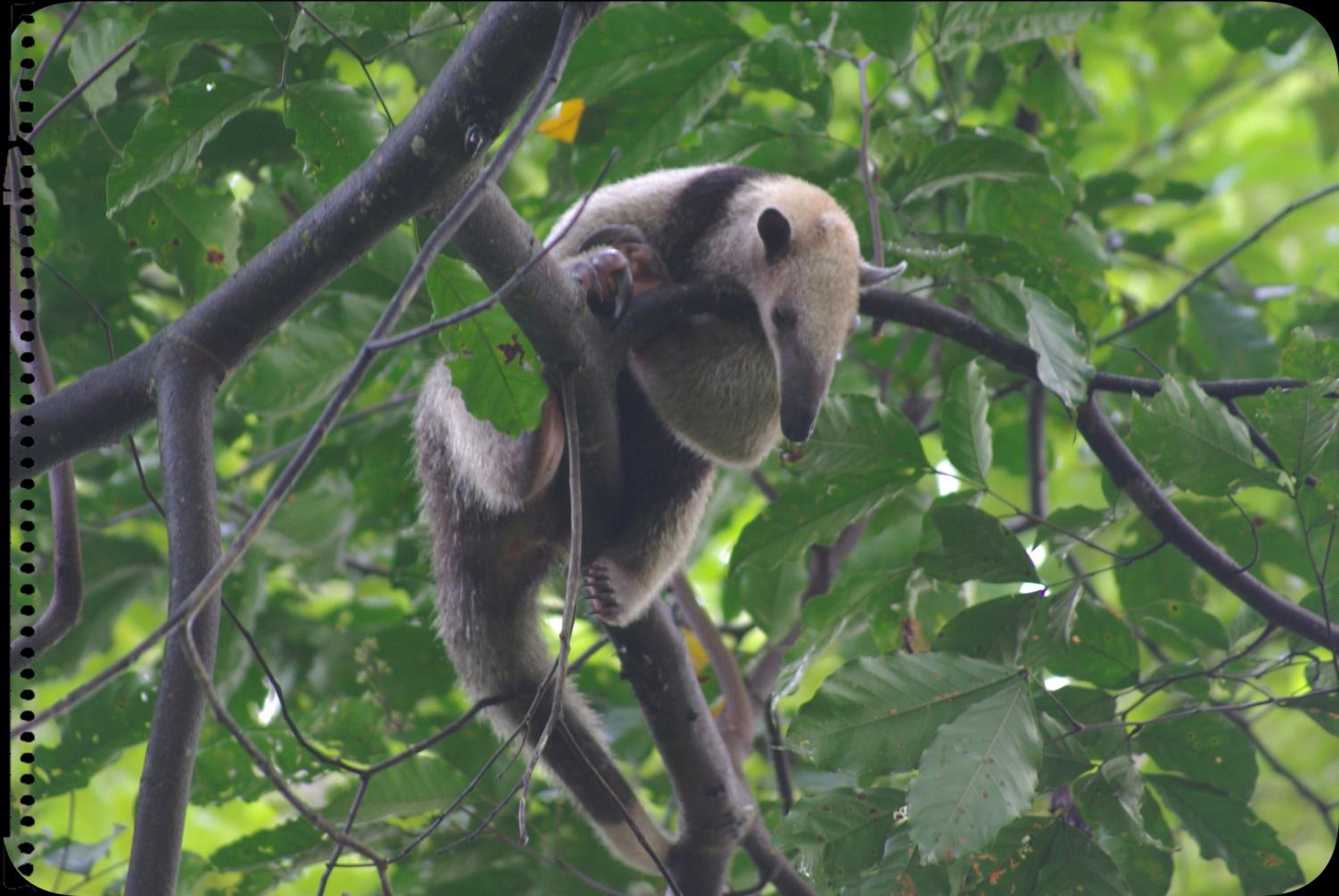 Hotel Casa Manglar Villa - Image 1