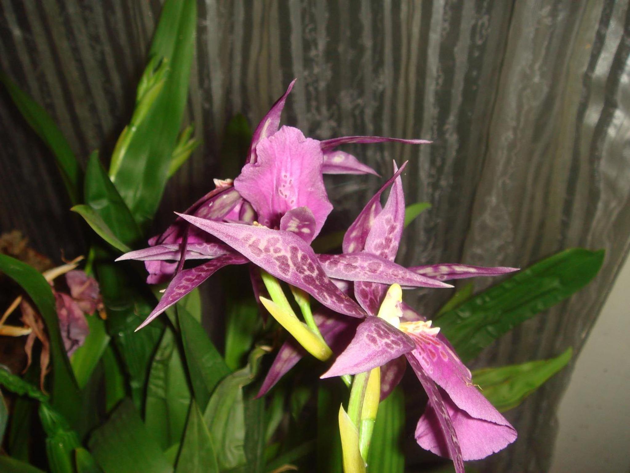 Brattleboro Vacations - The Black Mountain Inn - Property Image 67