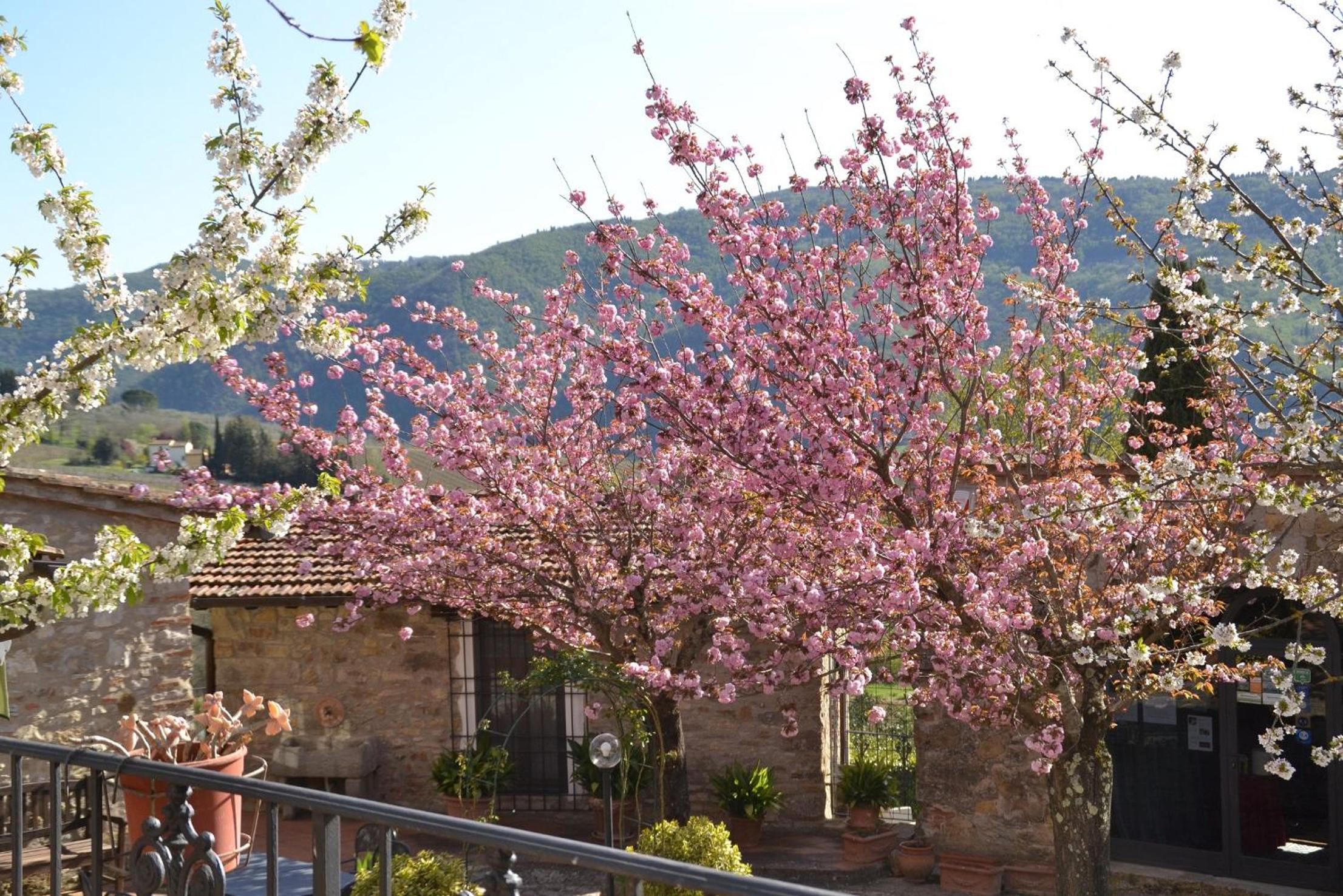 Podere Vignola