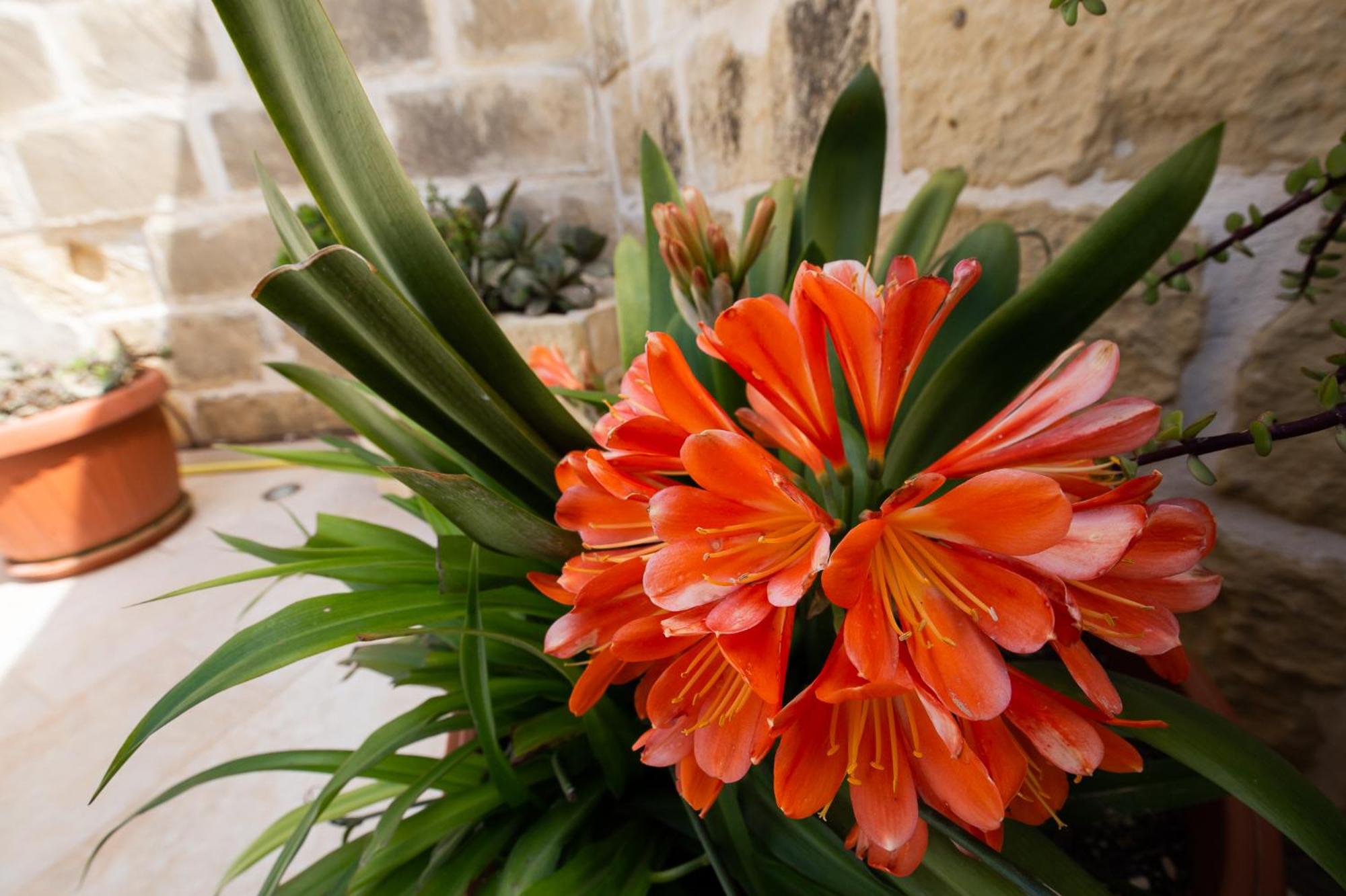 Sweet Life Gozo - Boutique Living, photo 23