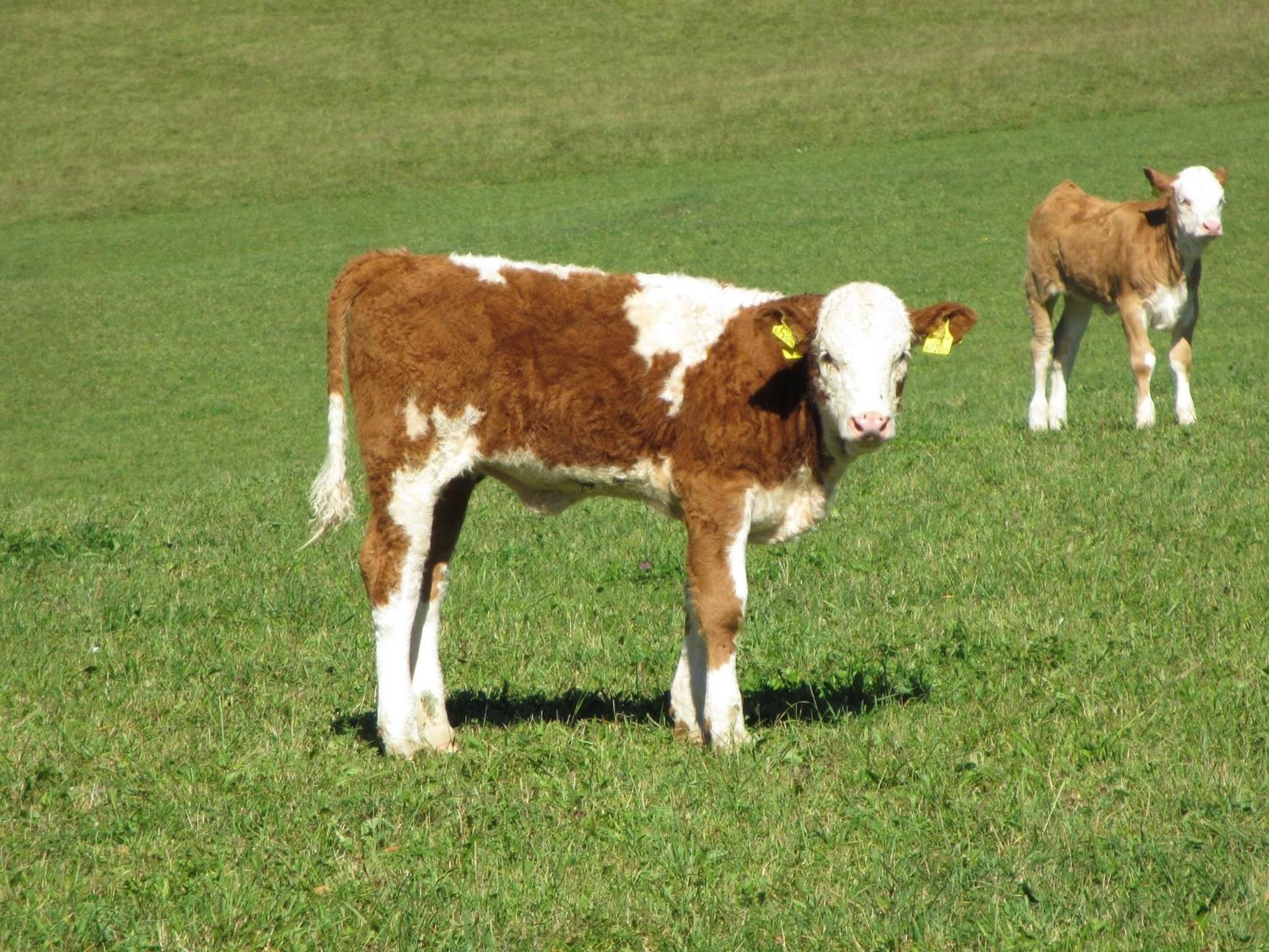Hirmhof