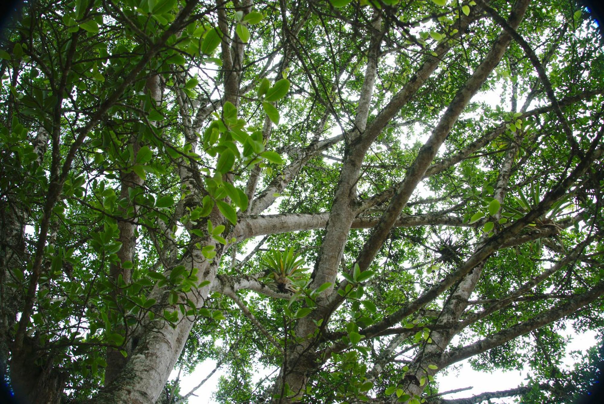 Finca Umnisa - Choachi
