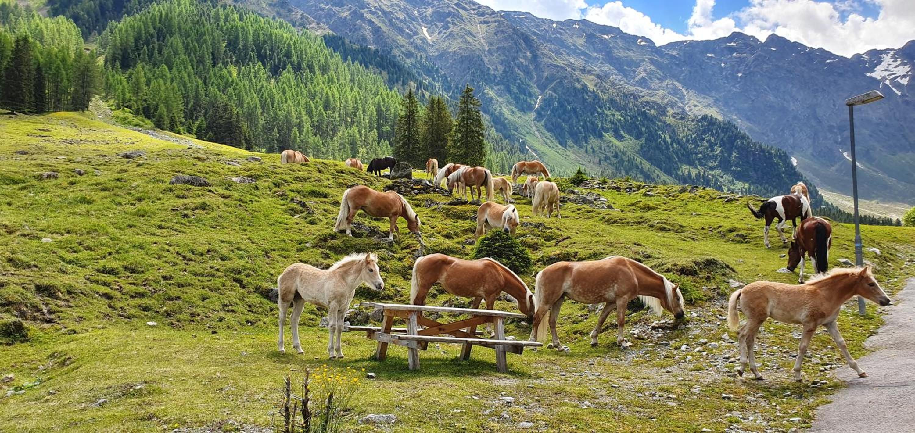 Gästehaus Landhaus Tyrol
