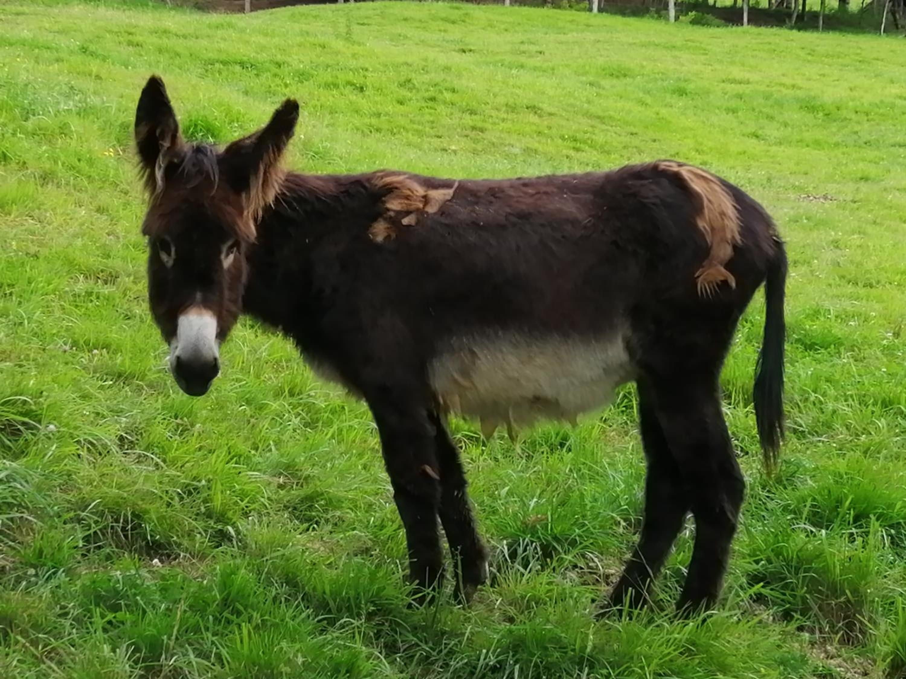 Photo 98