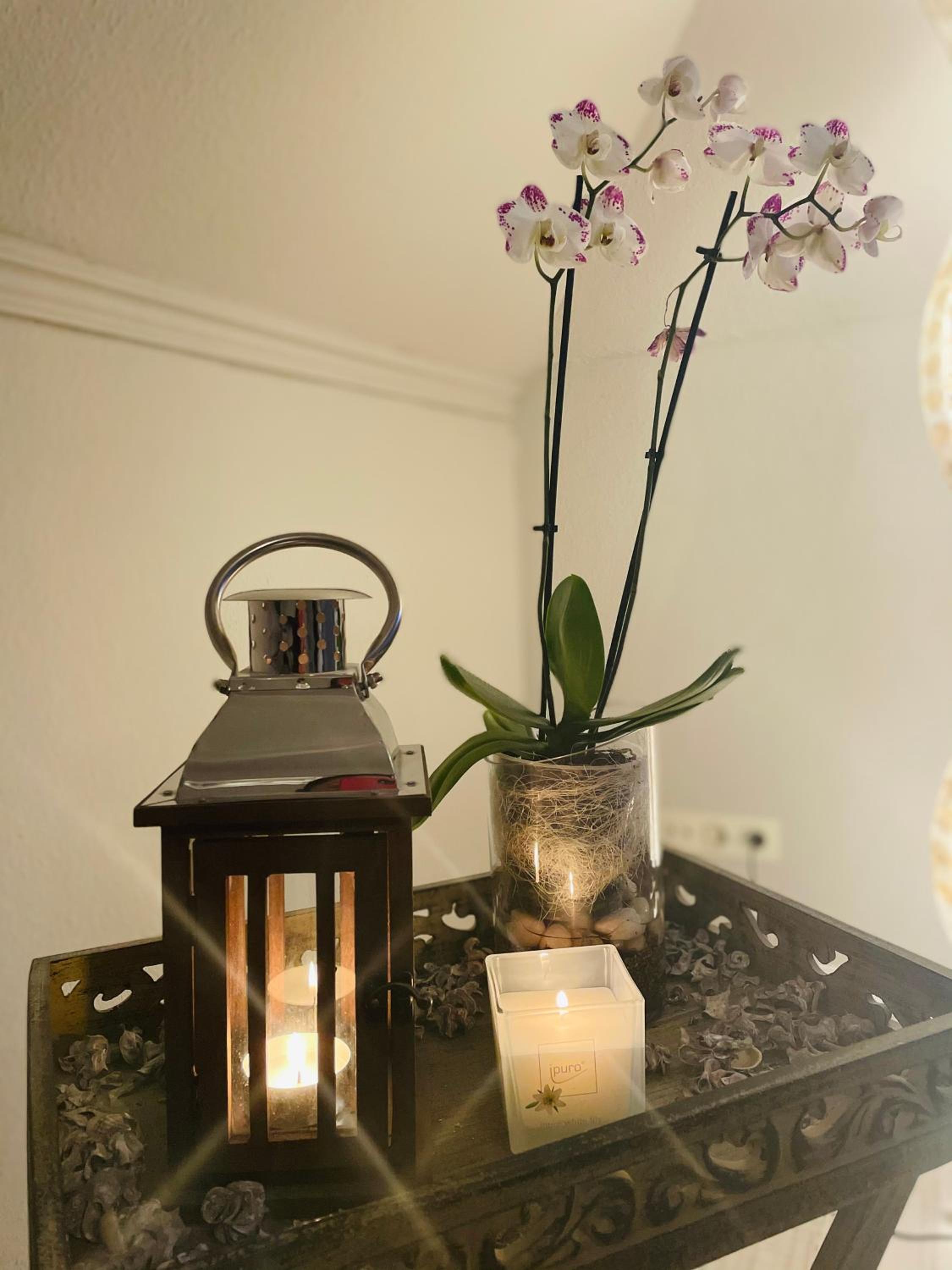 Orchidee, photo 22