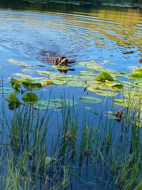 Tropical Coast Retreat - Pet Friendly - Adult only