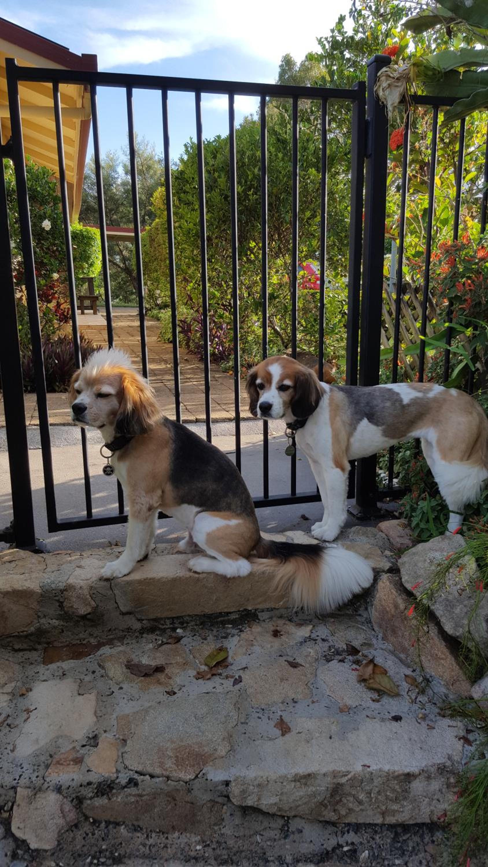 Tropical Coast Retreat - Pet Friendly - Adult only
