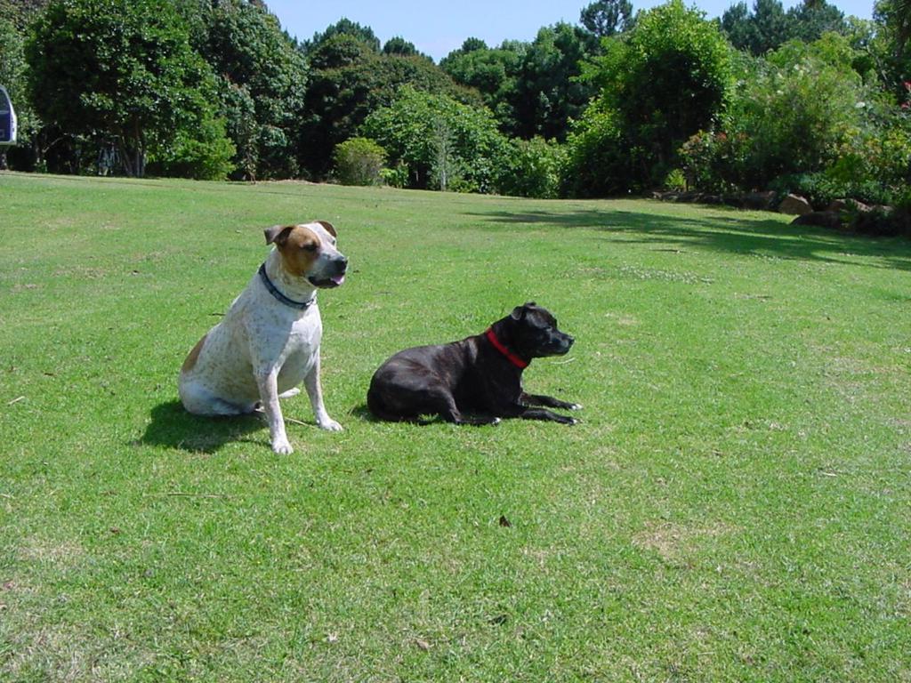 Tropical Coast Retreat - Pet Friendly - Adult only