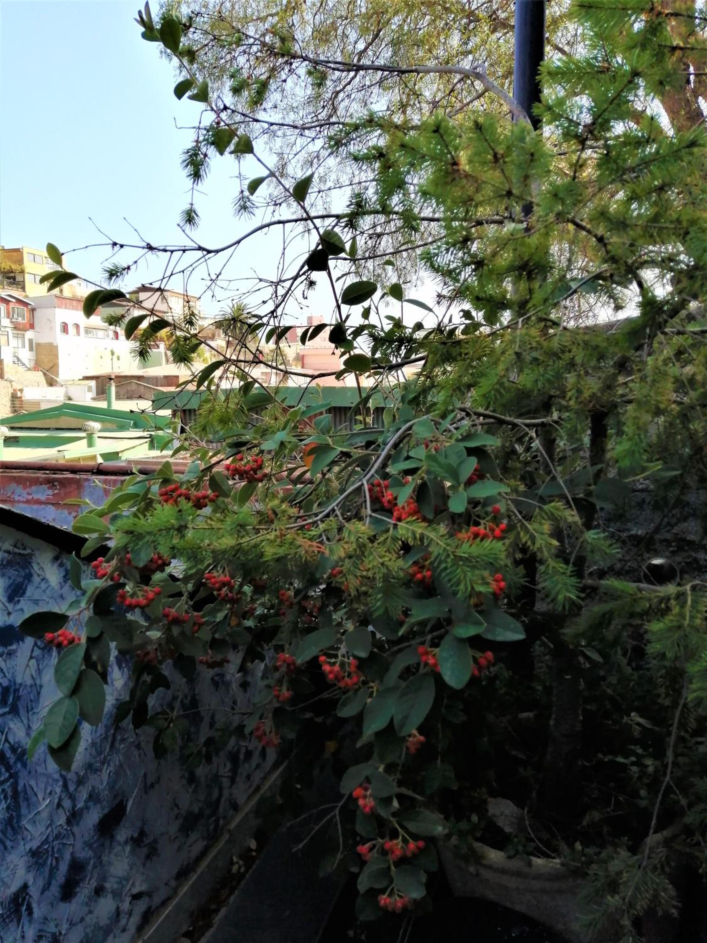 Hostal Caleta Abarca