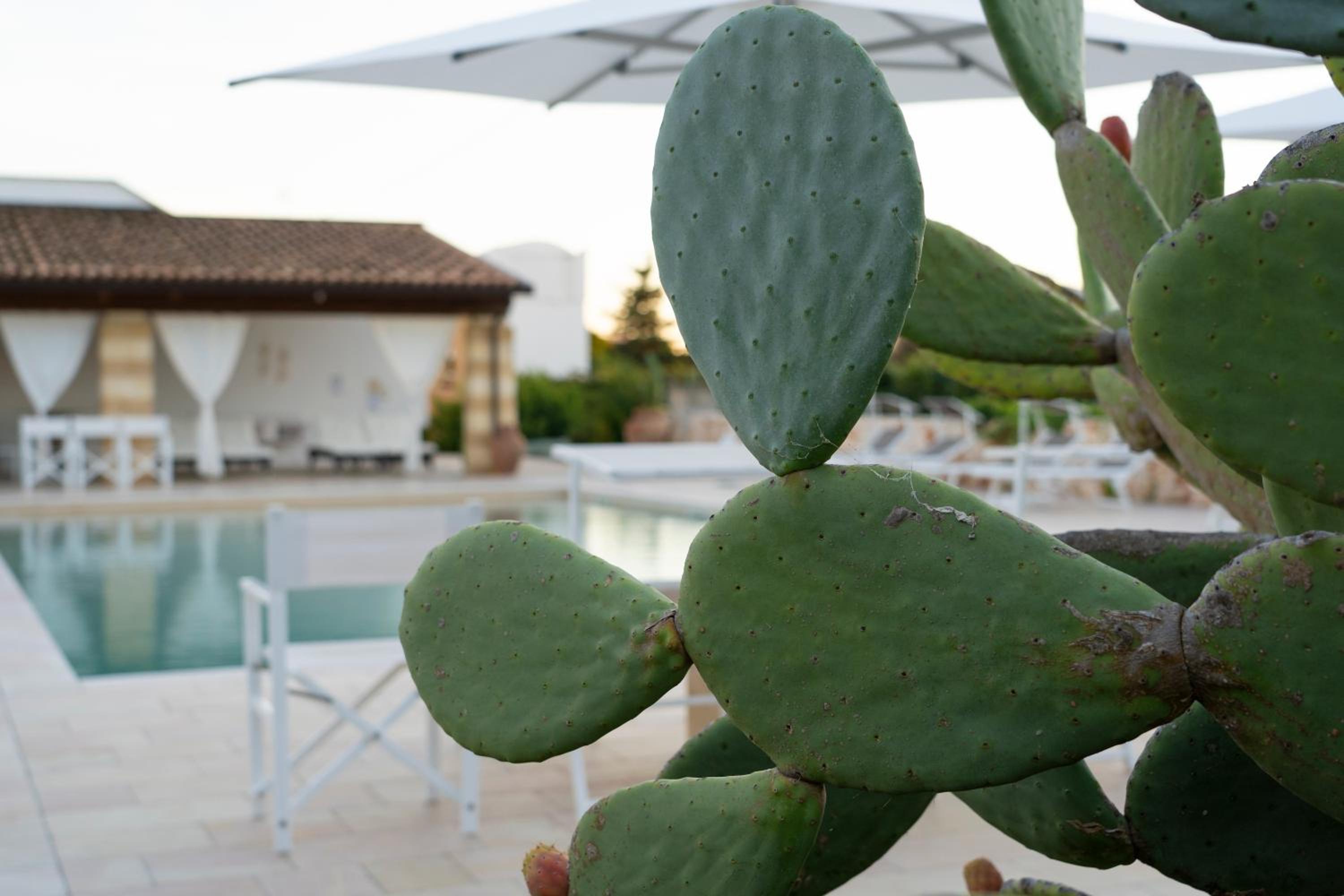 Masseria Tenuta Flora Maria