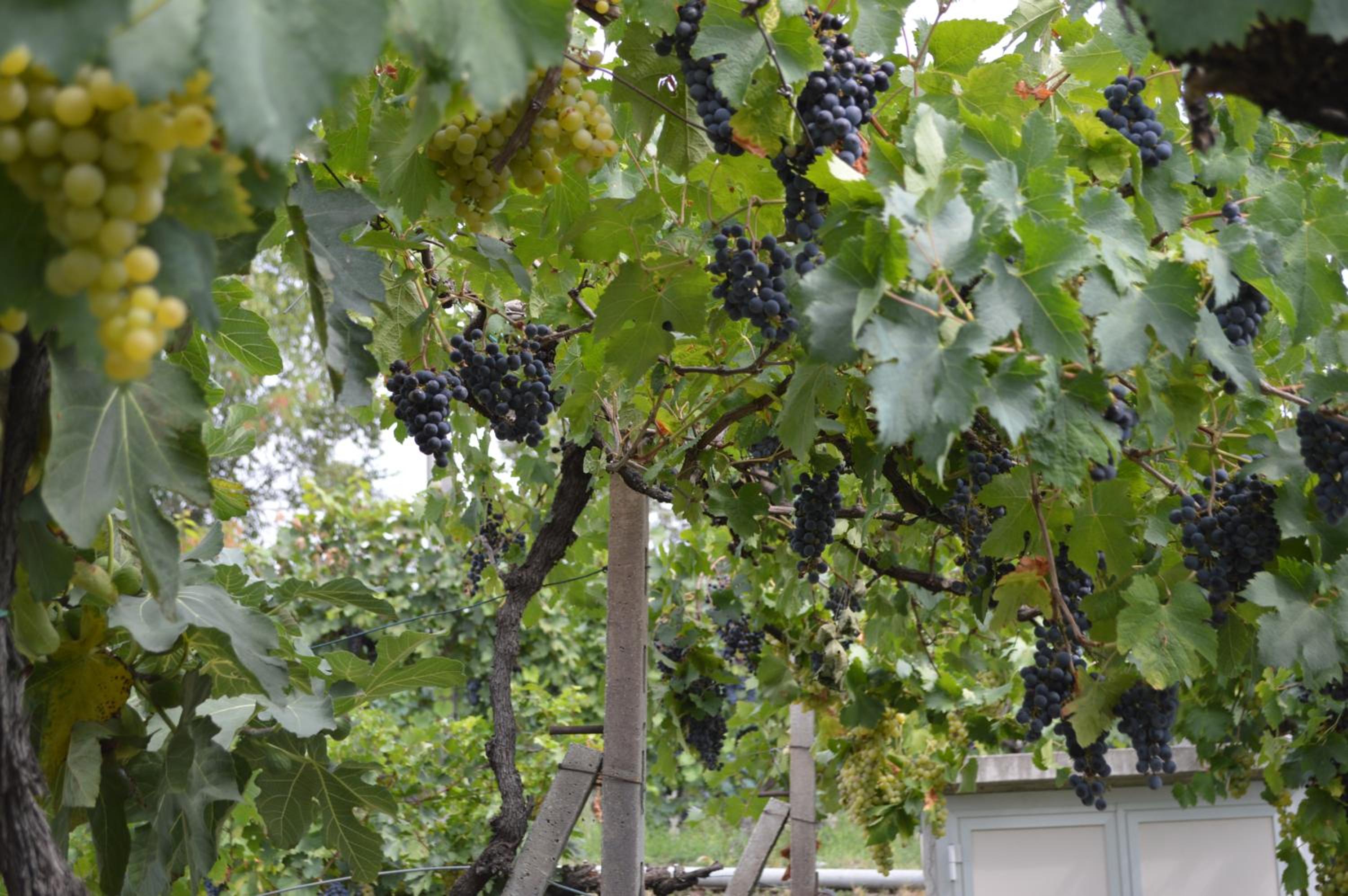 Cascina Graziosa