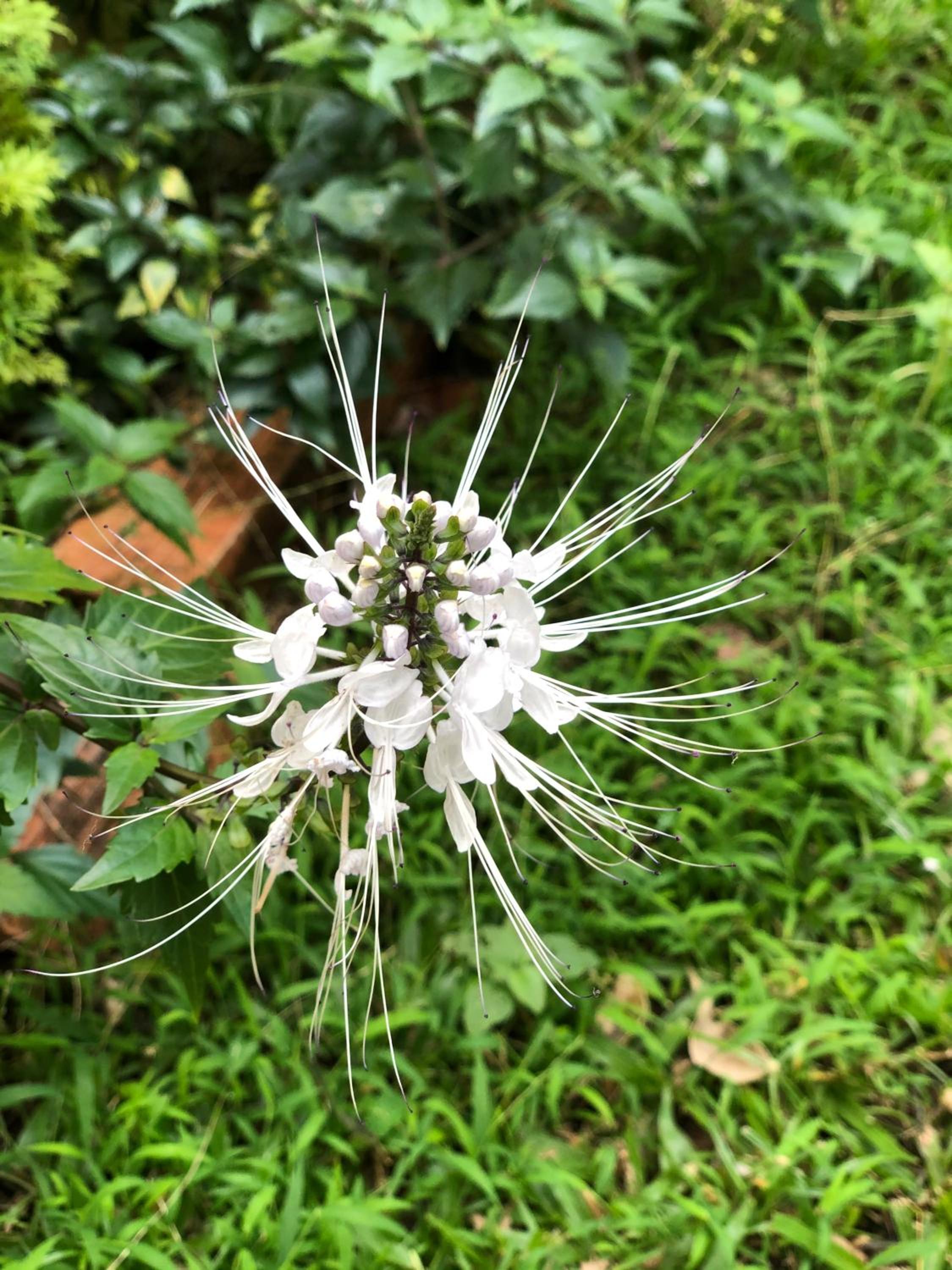 Tropical Garden Phu Quoc